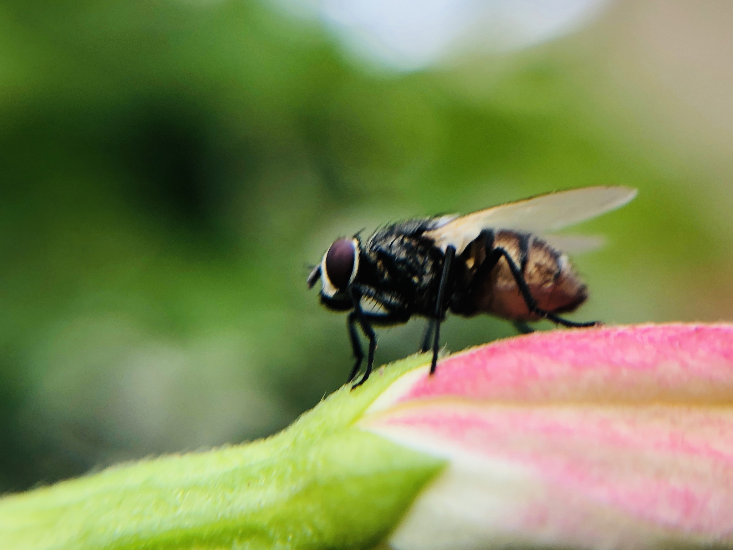 A Housefly