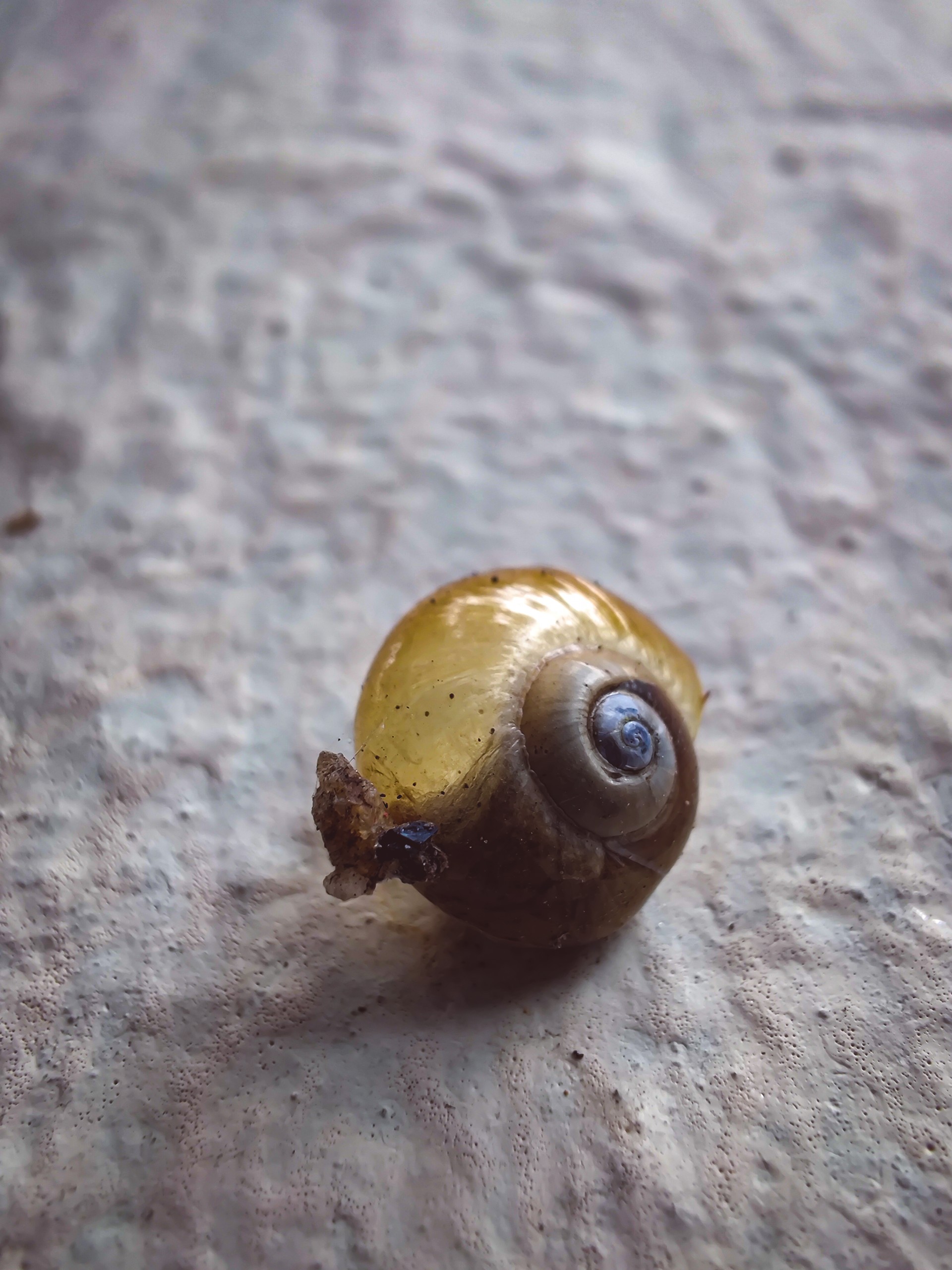 Young Snail Macro Shot