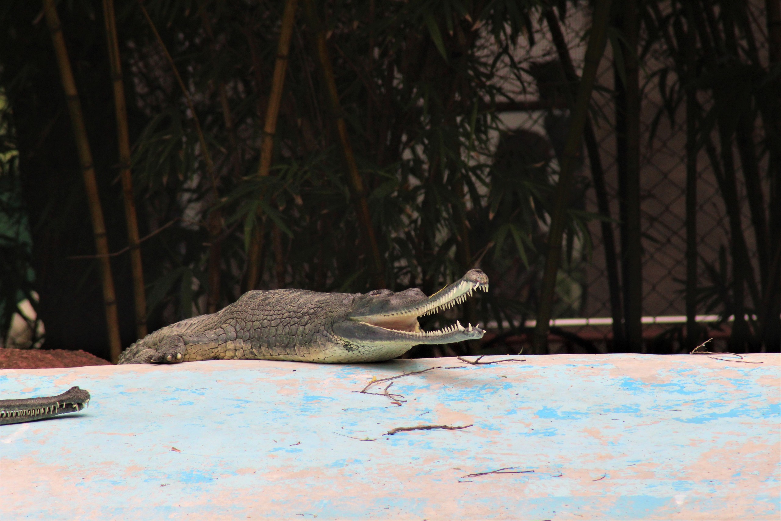 Crocodile in the Zoo