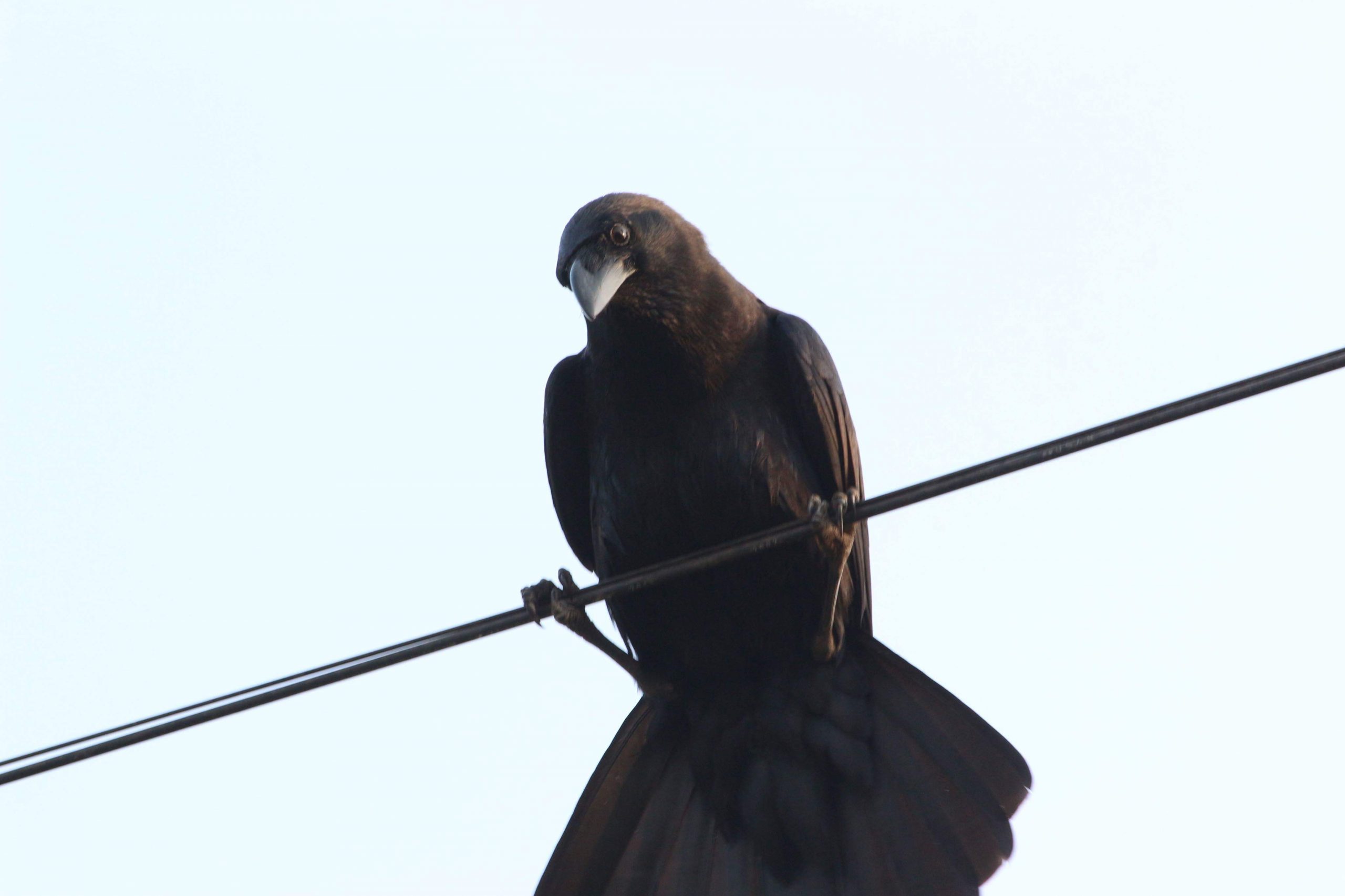Crow sitting on a wire