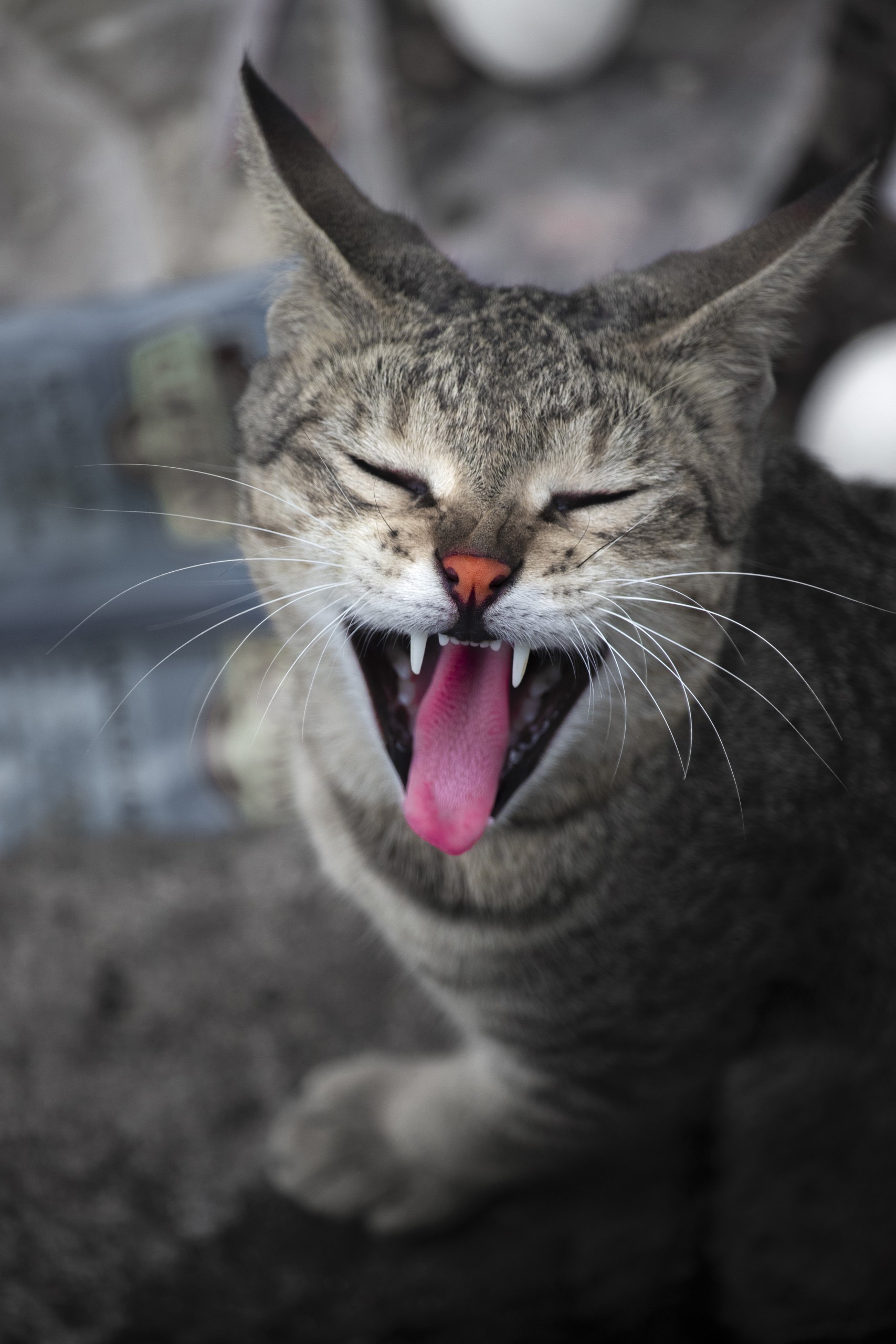 Cute Cat Yawning