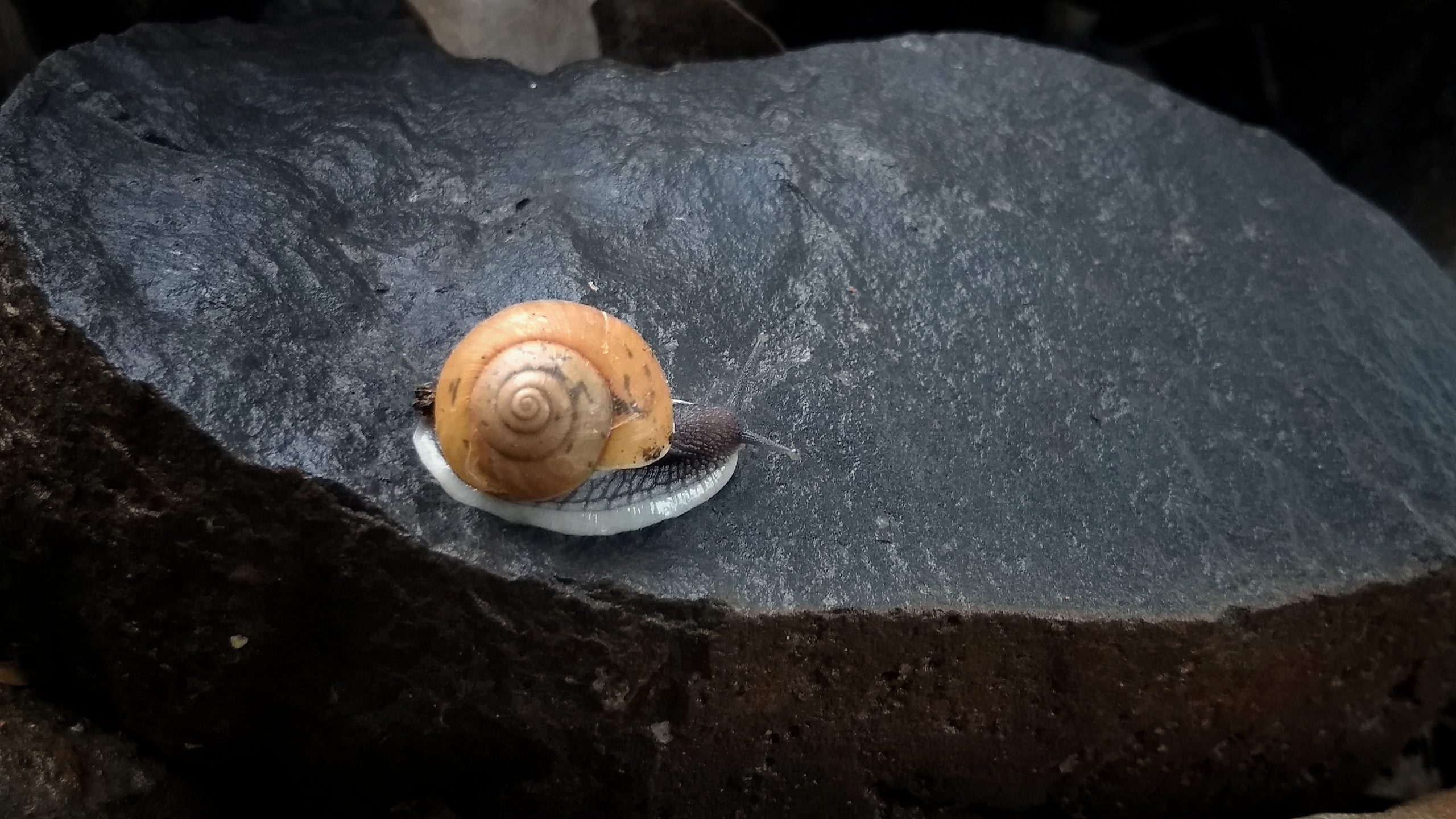 Cute guest of rainy season – Snail