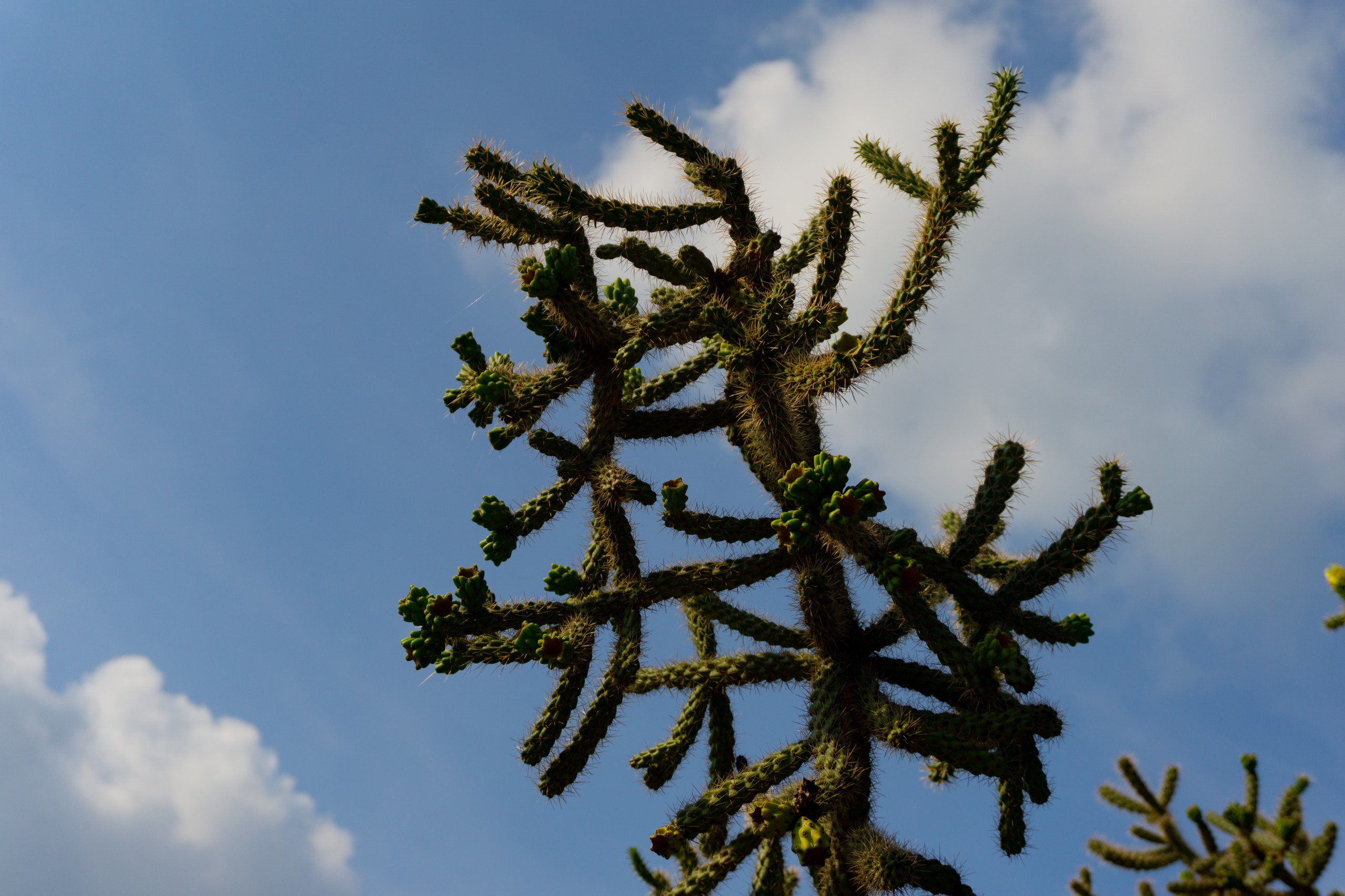 Cactus family plant