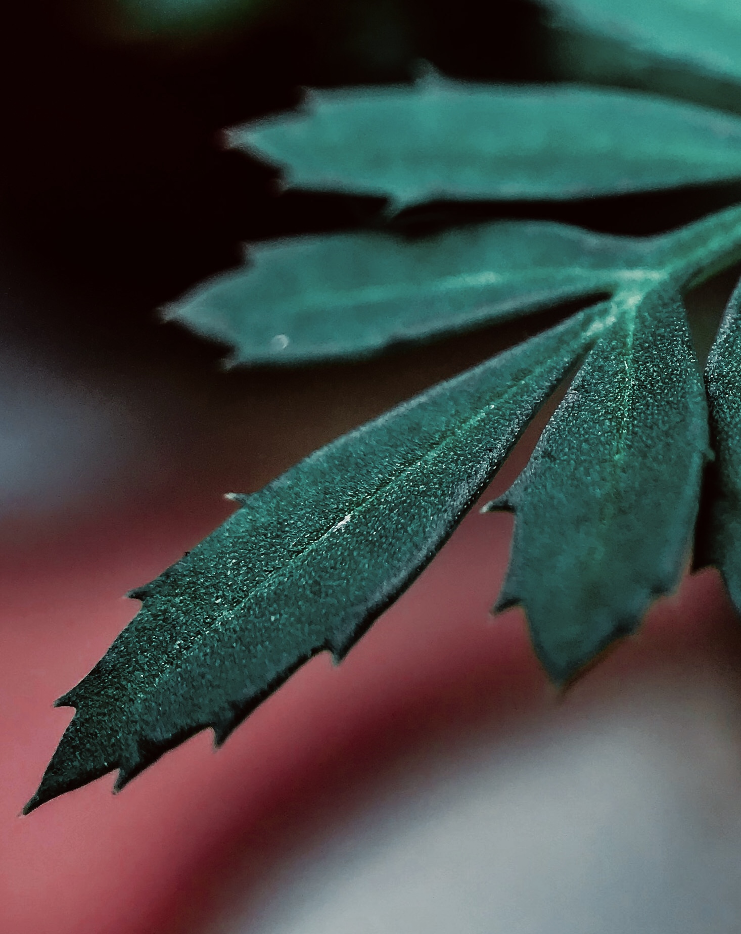 dark green leaf closeup