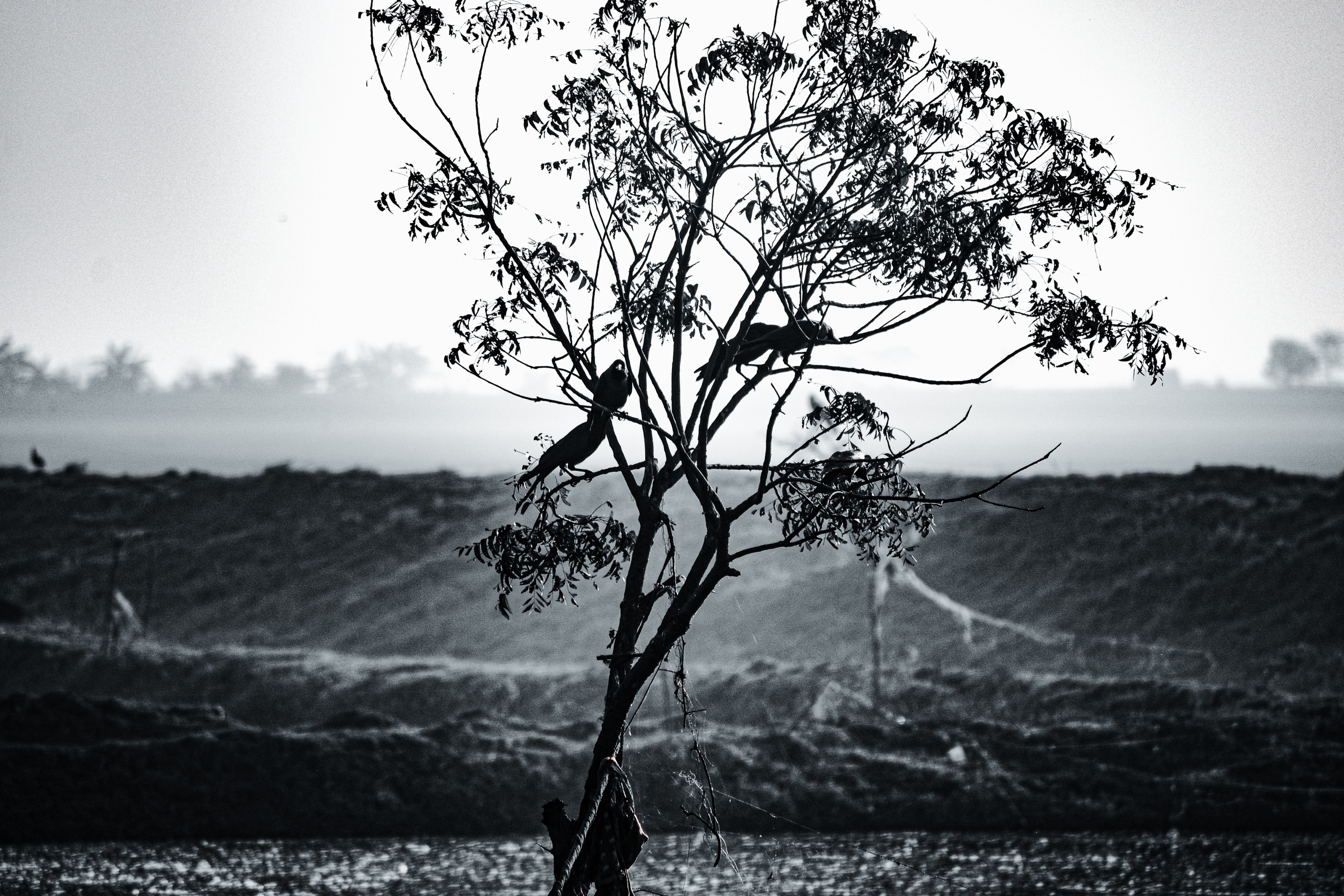 Deciduous tree in black and white