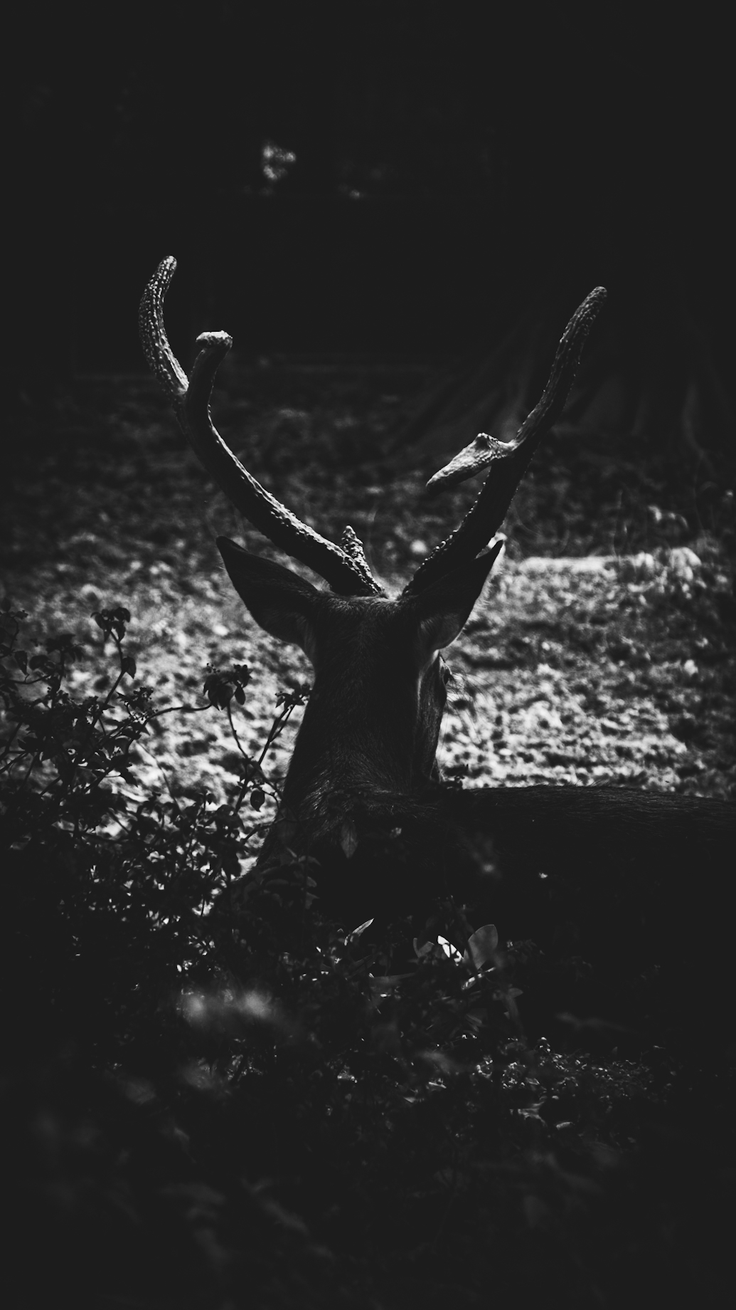 Resting Deer