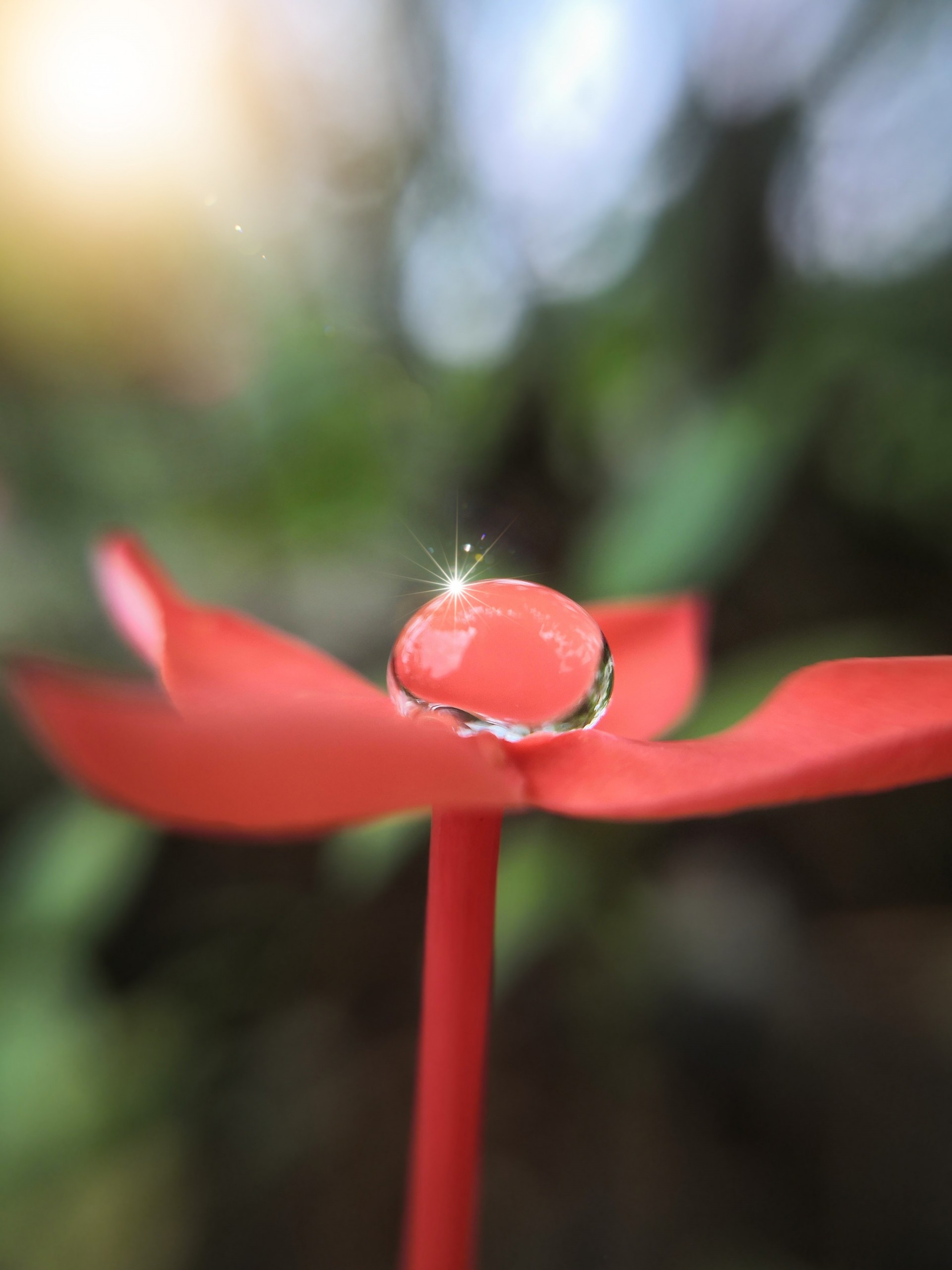 Dewdrop on Macro Shot