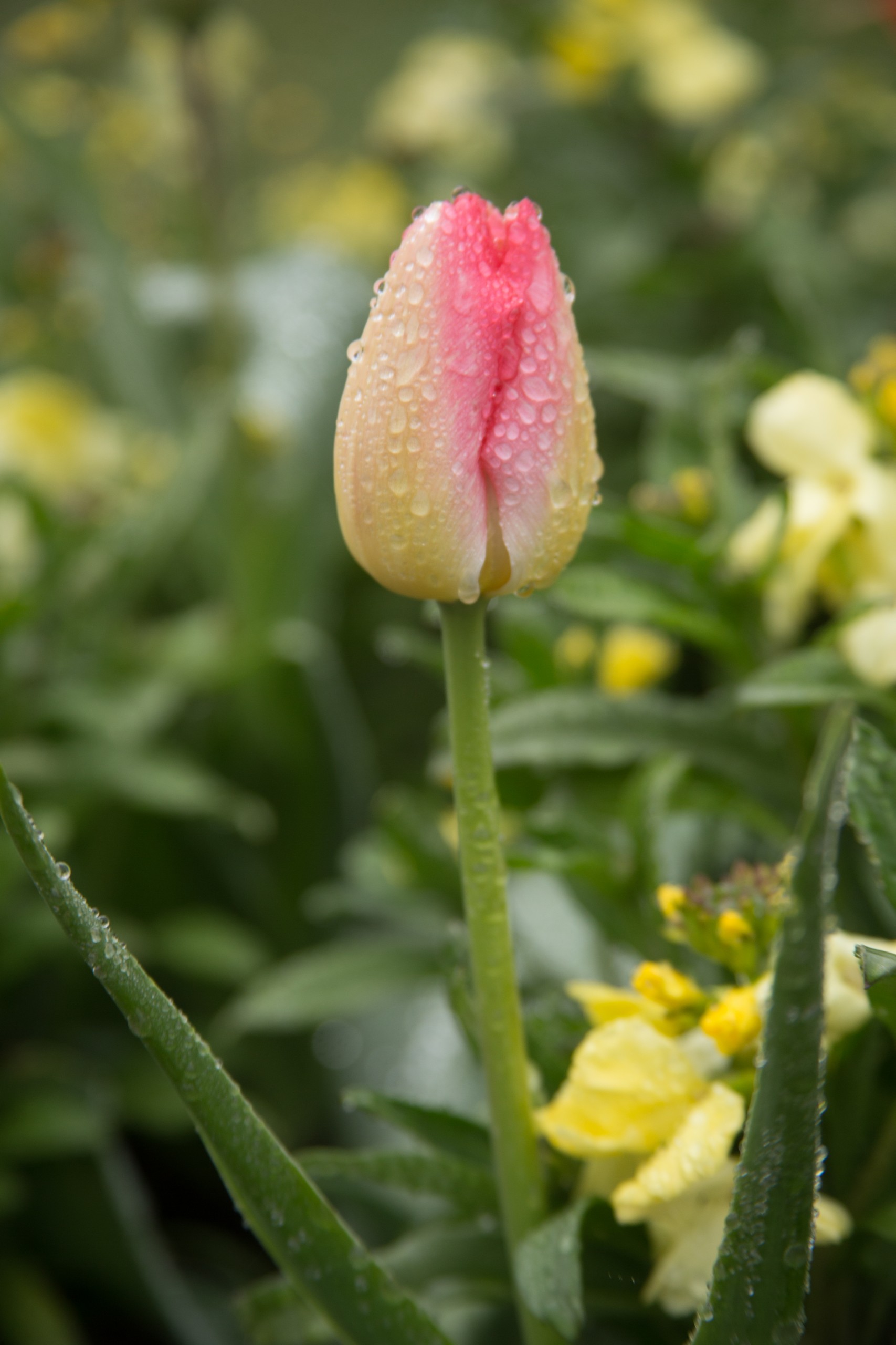 Dew on Flower