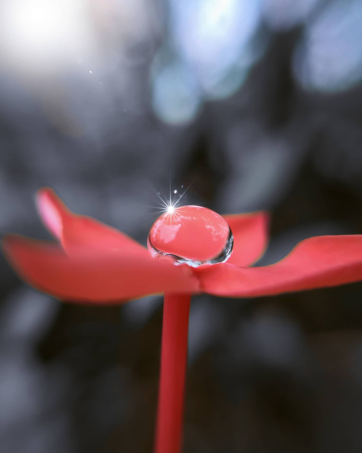 Dewdrop shining on a flower