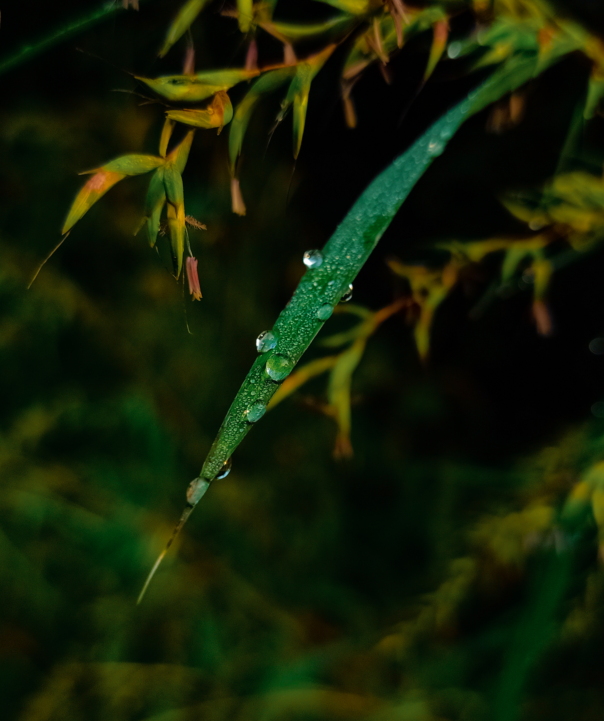Dewdrops Close up