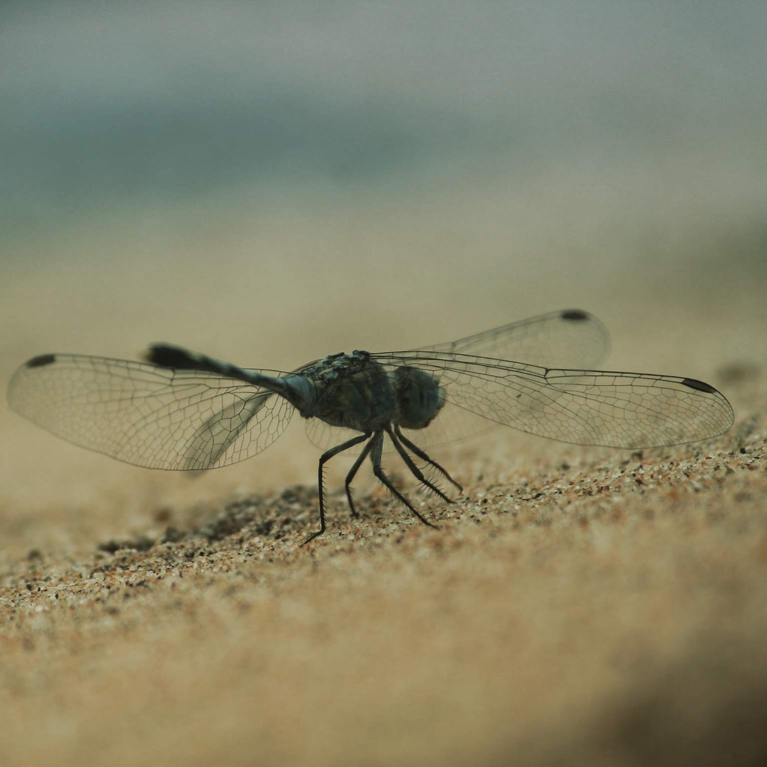 Dragonfly in the sand