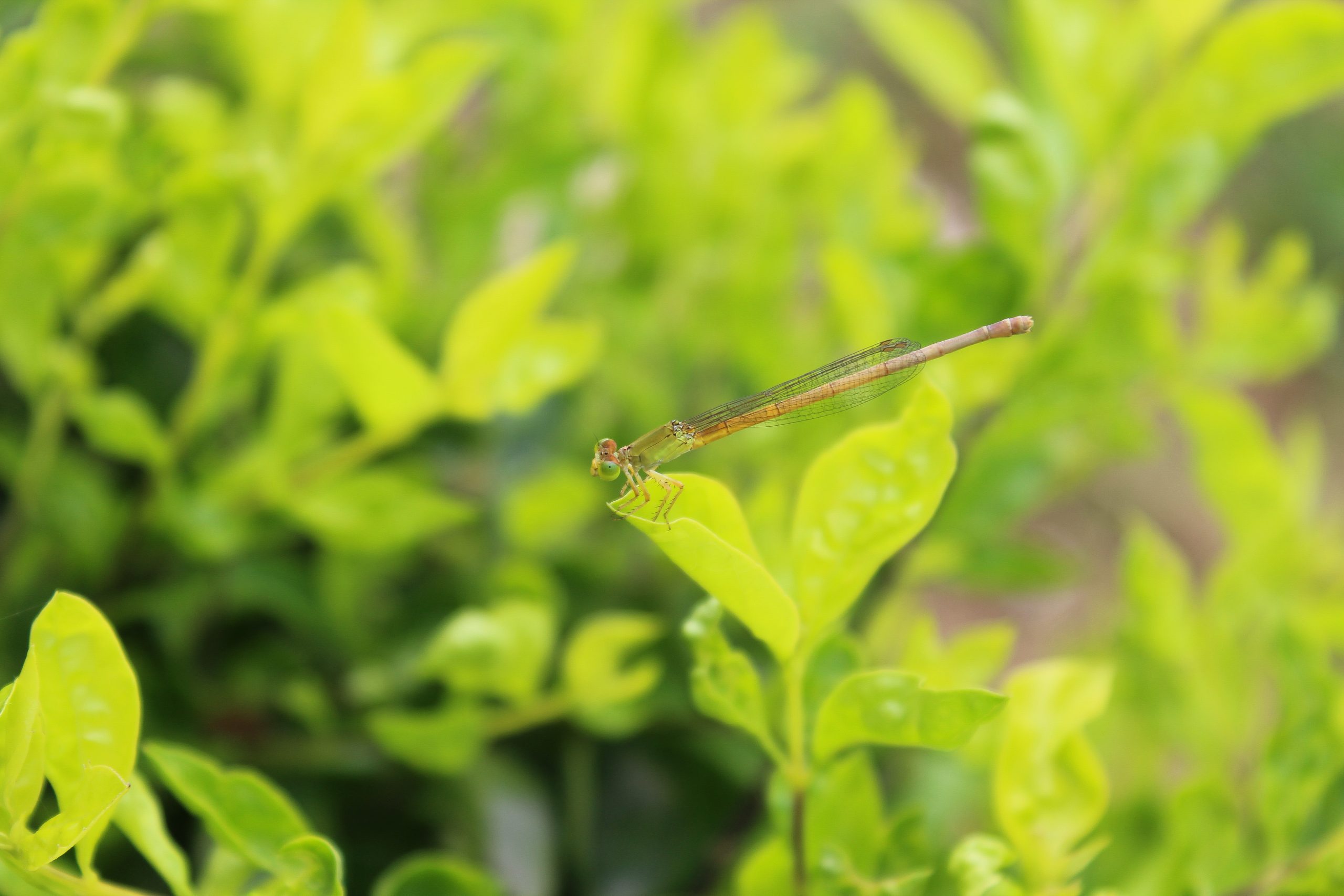 Dragonfly on Plant