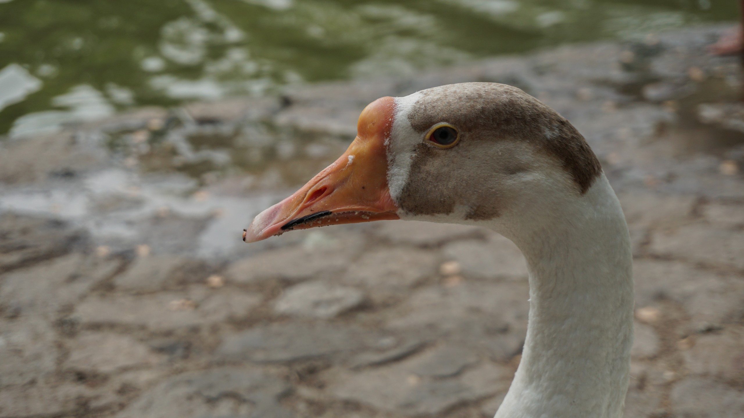 Duck's face Close-up