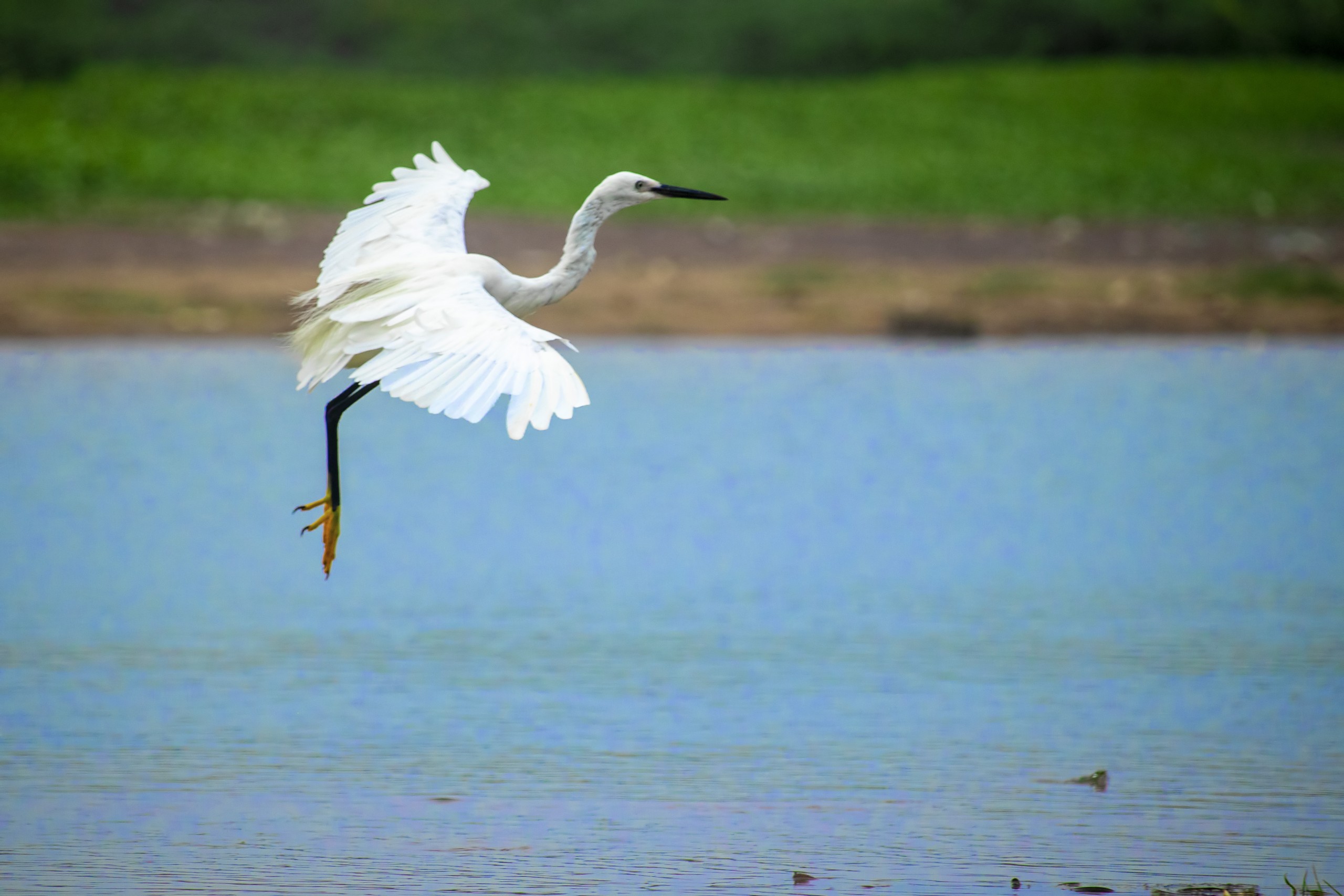bird Egret in flight