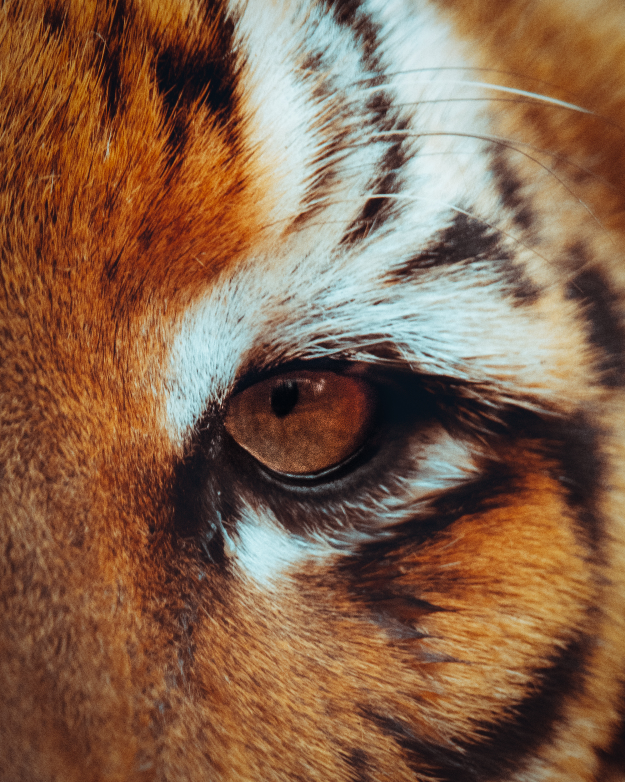 Eye of a Tiger