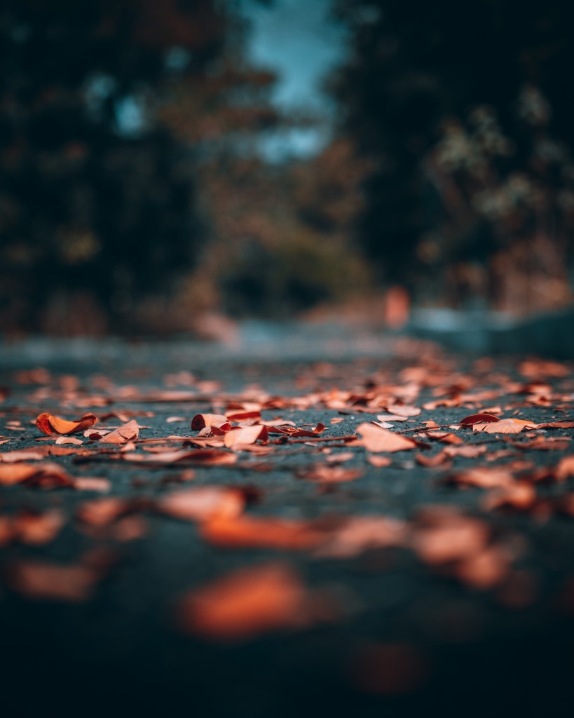 Fallen Autumn Leaves - PixaHive