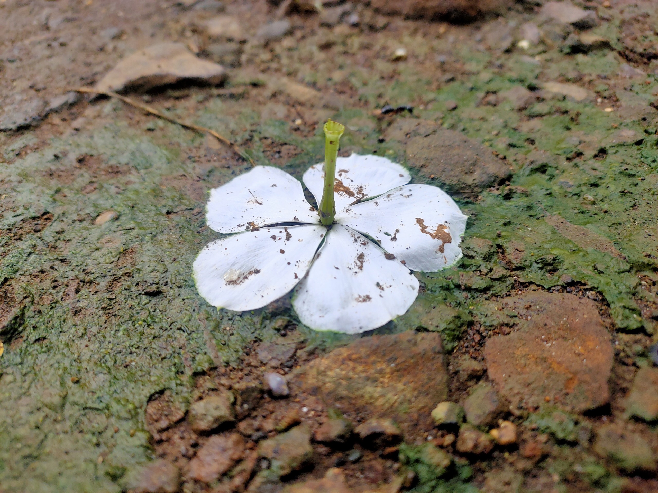 Fallen Flower on the Ground