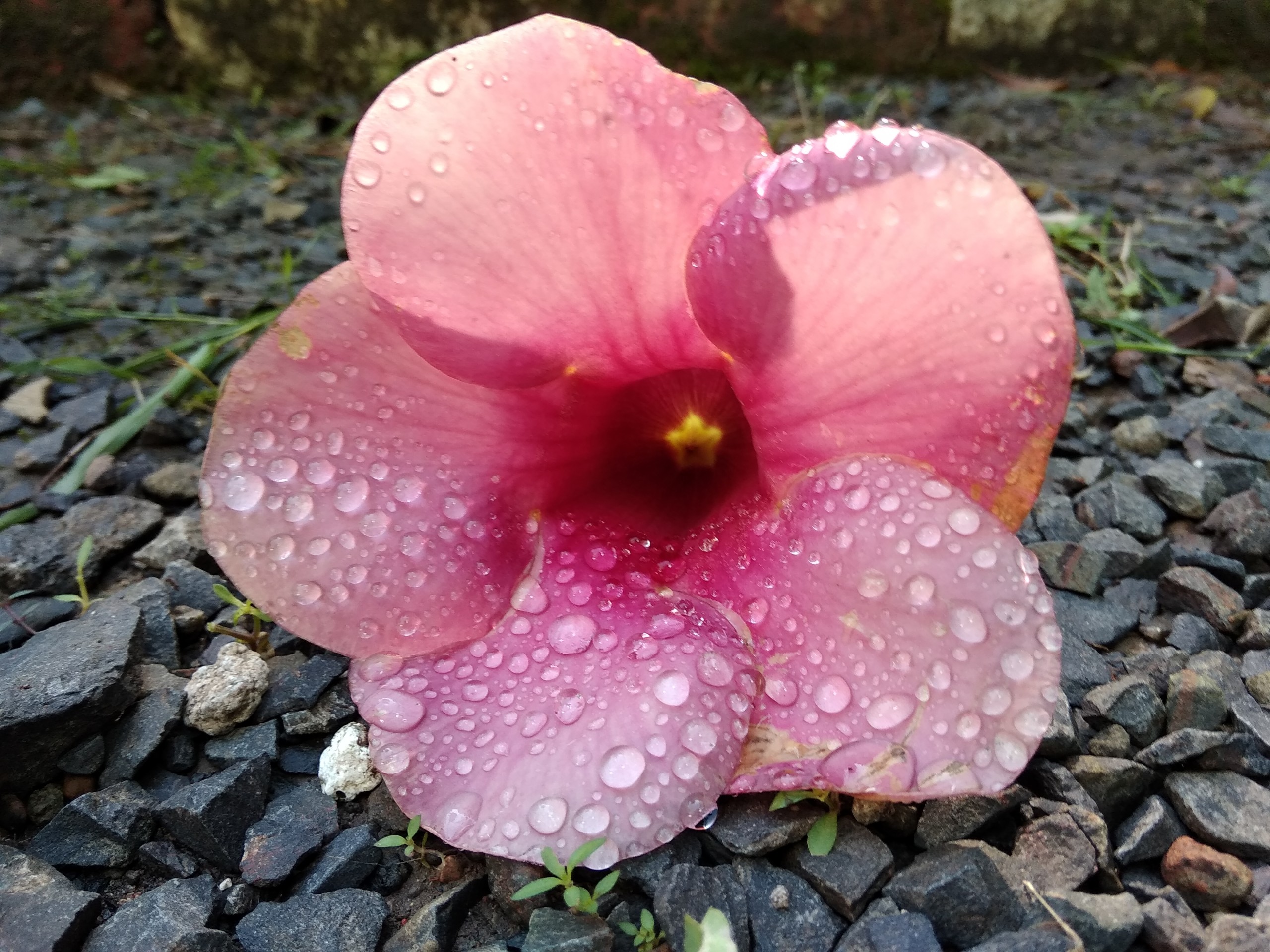 Fallen pink flower