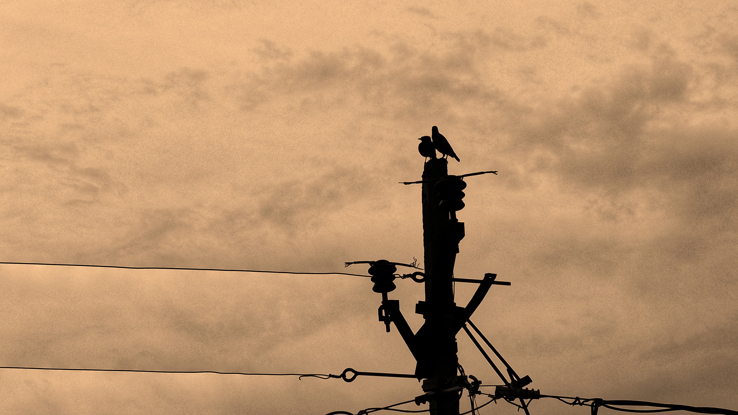 Birds perched on a power line