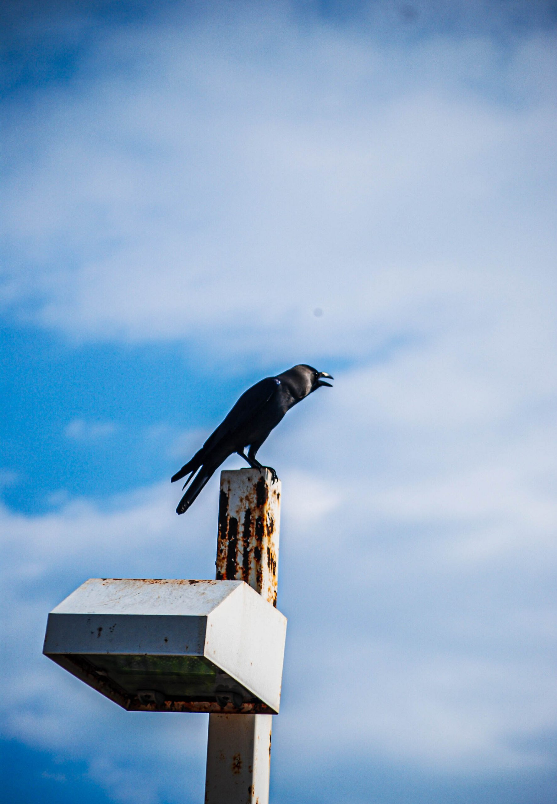A crow on an electric pole