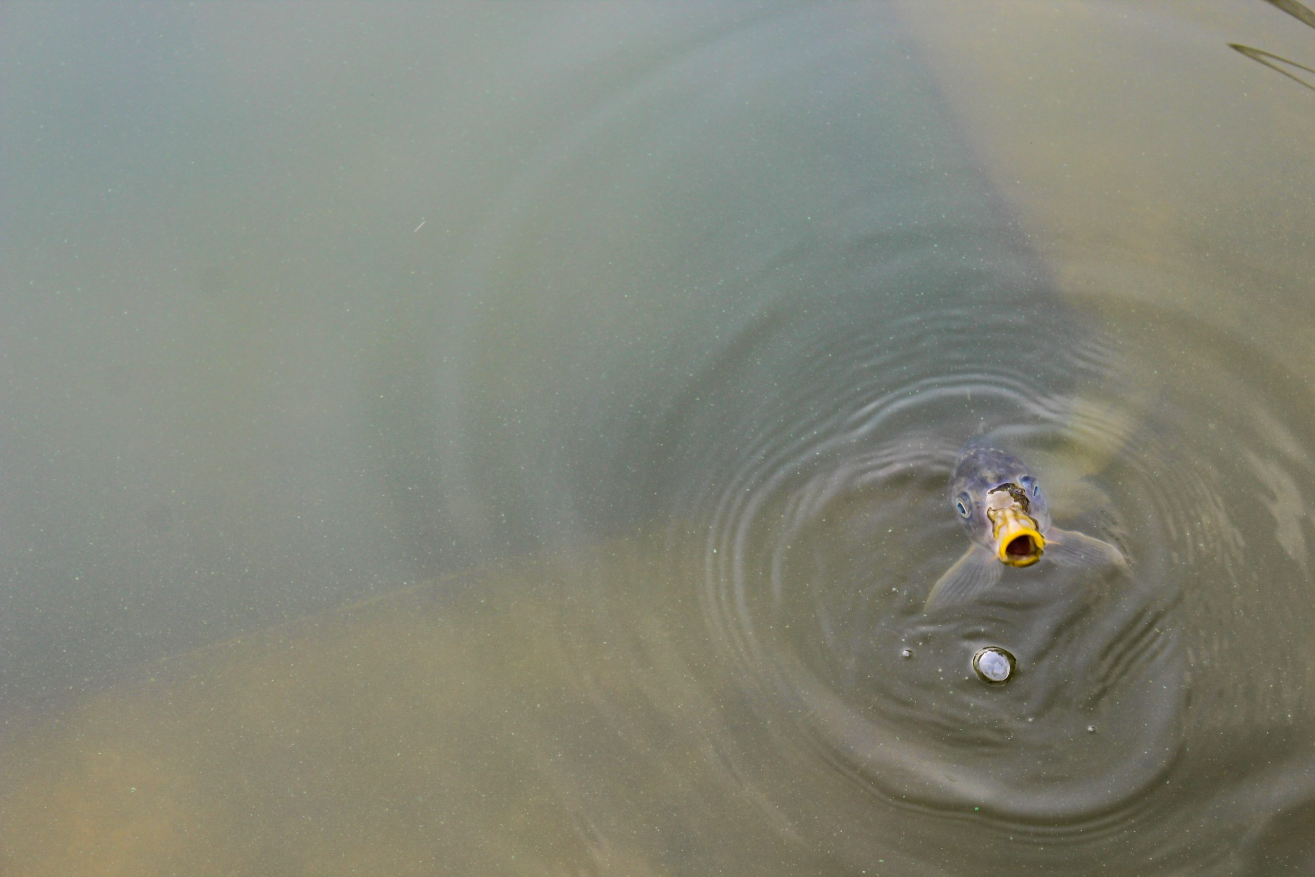 Fish in the Pond