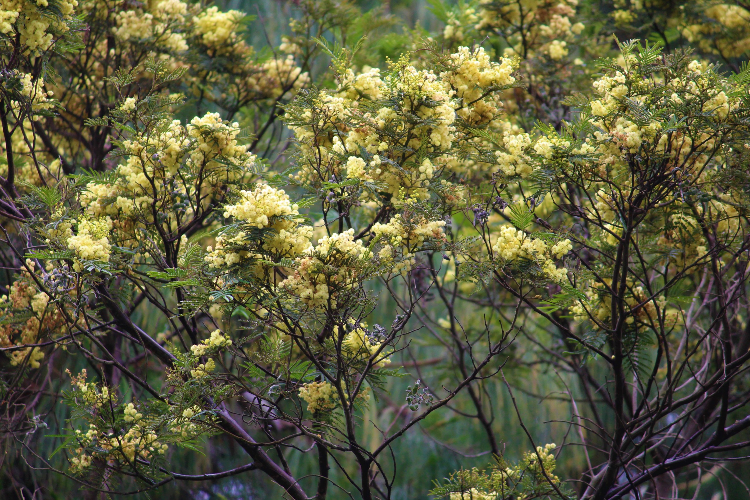 Flowering Plants