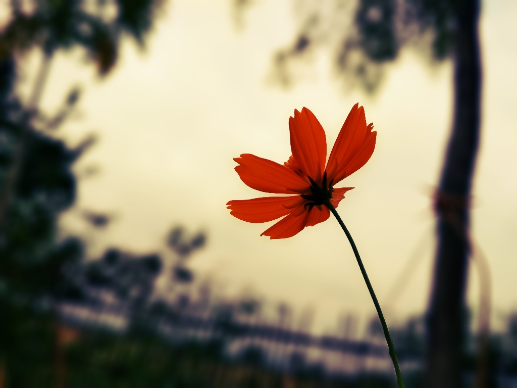 Flower in a Blurred Background