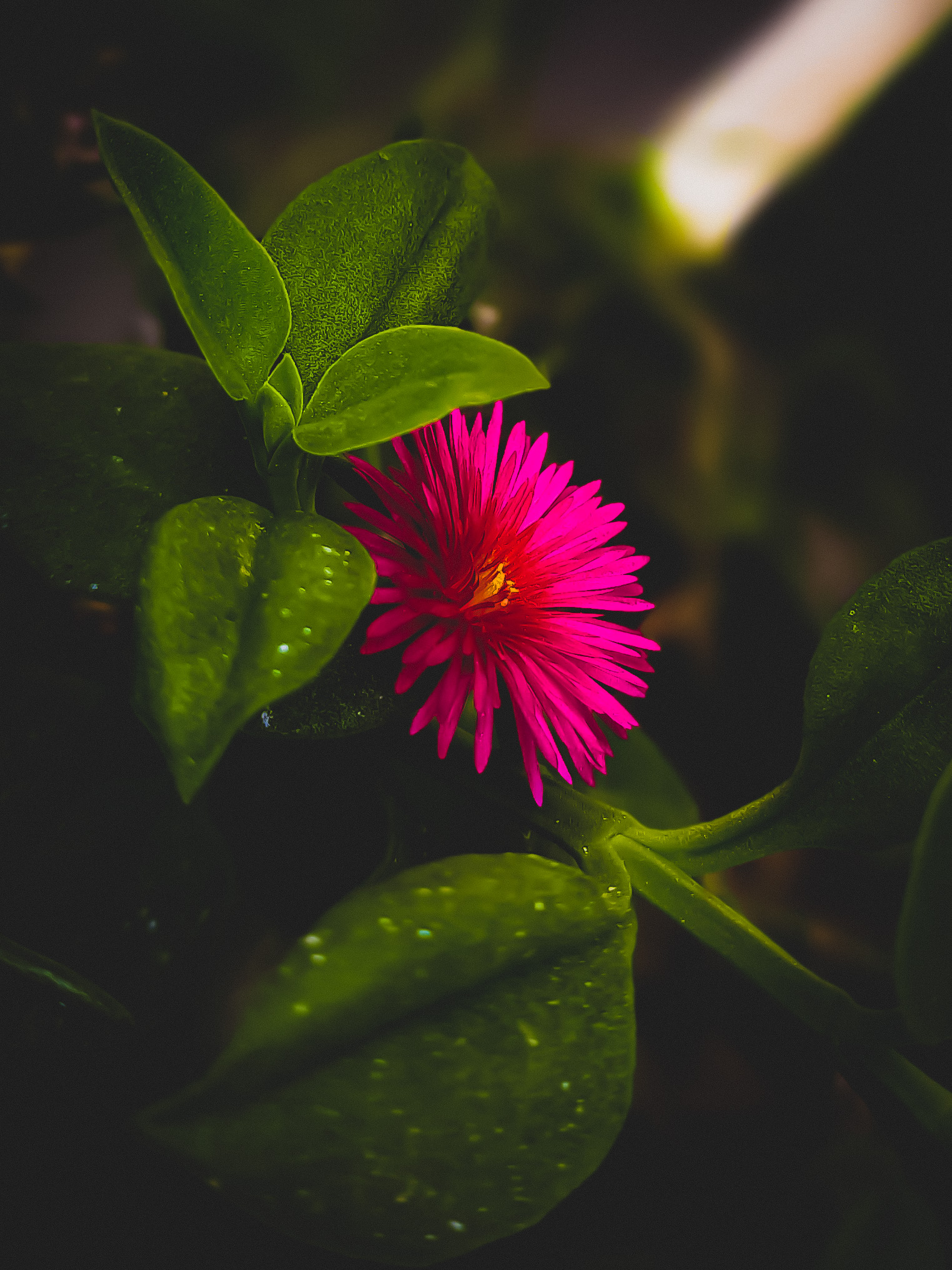 Flower in a garden