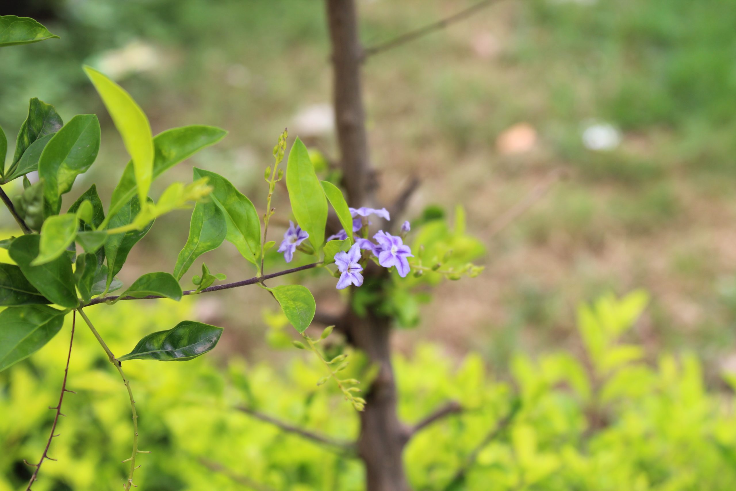 Flower on Focus