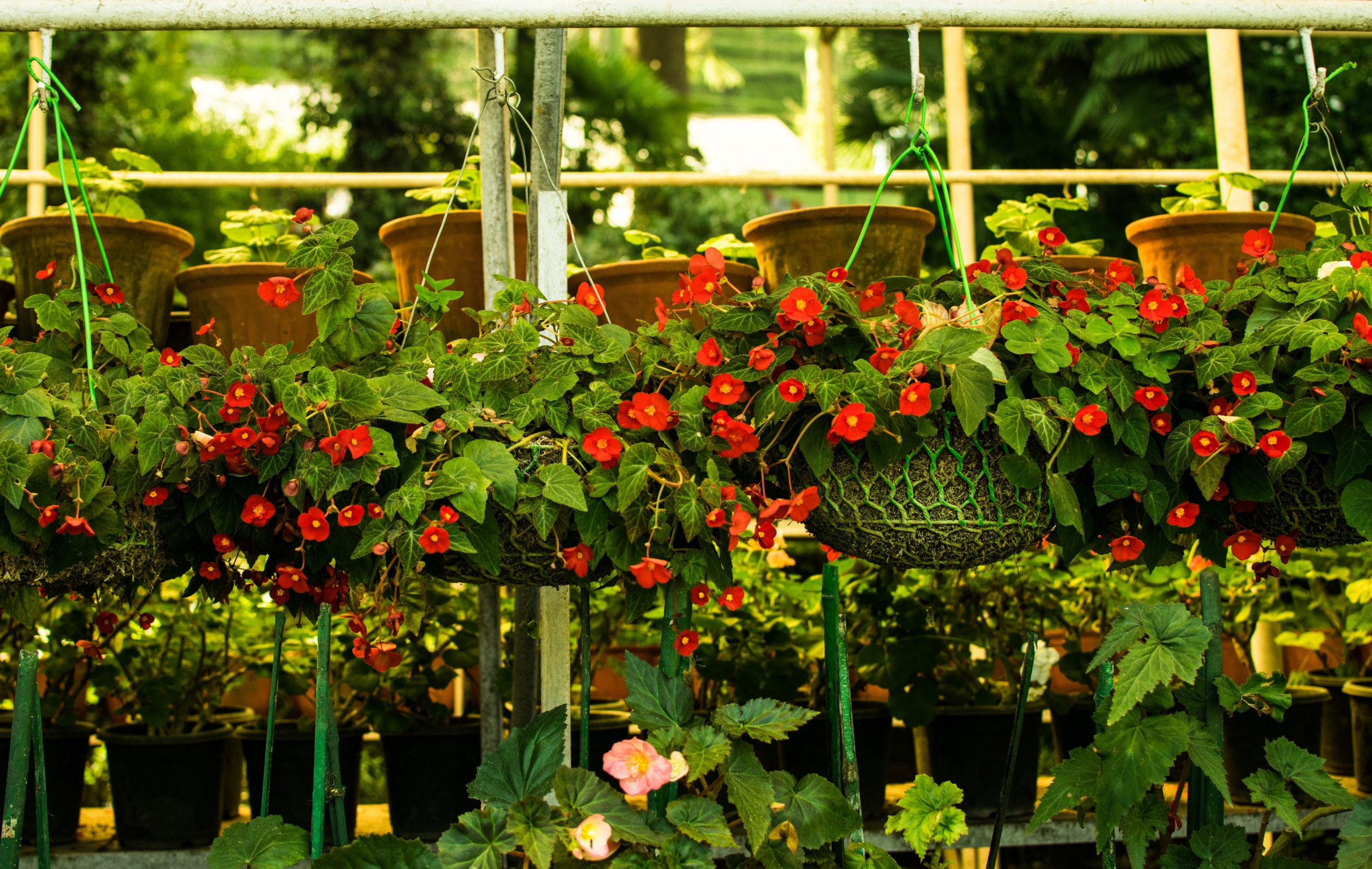 nursery flower pots