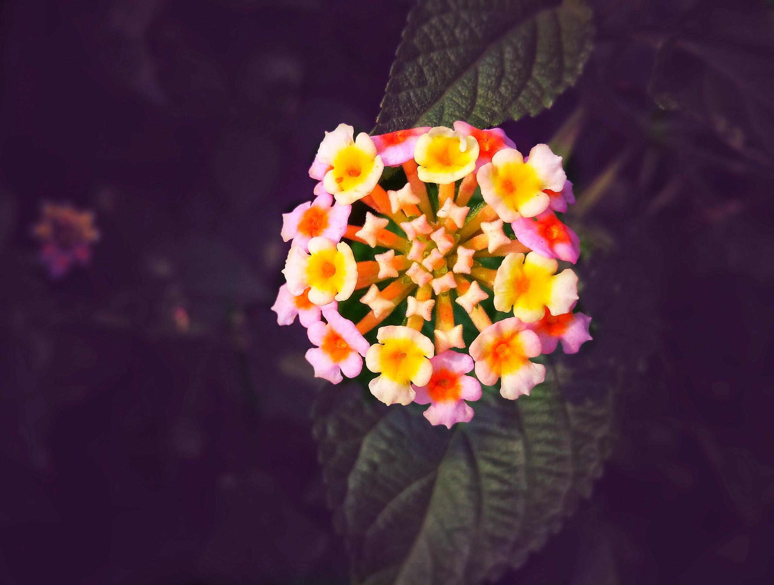 Lantana Camara on Dark Background