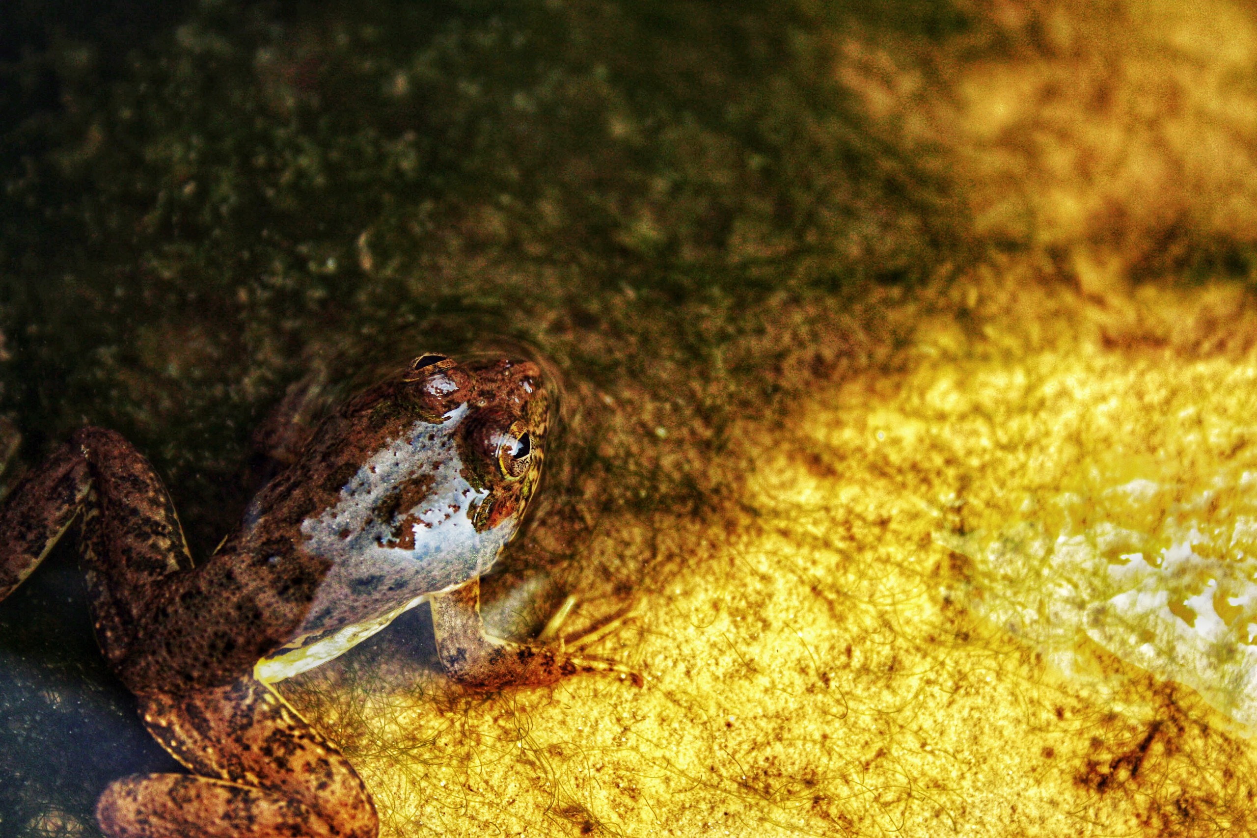 Frog under water