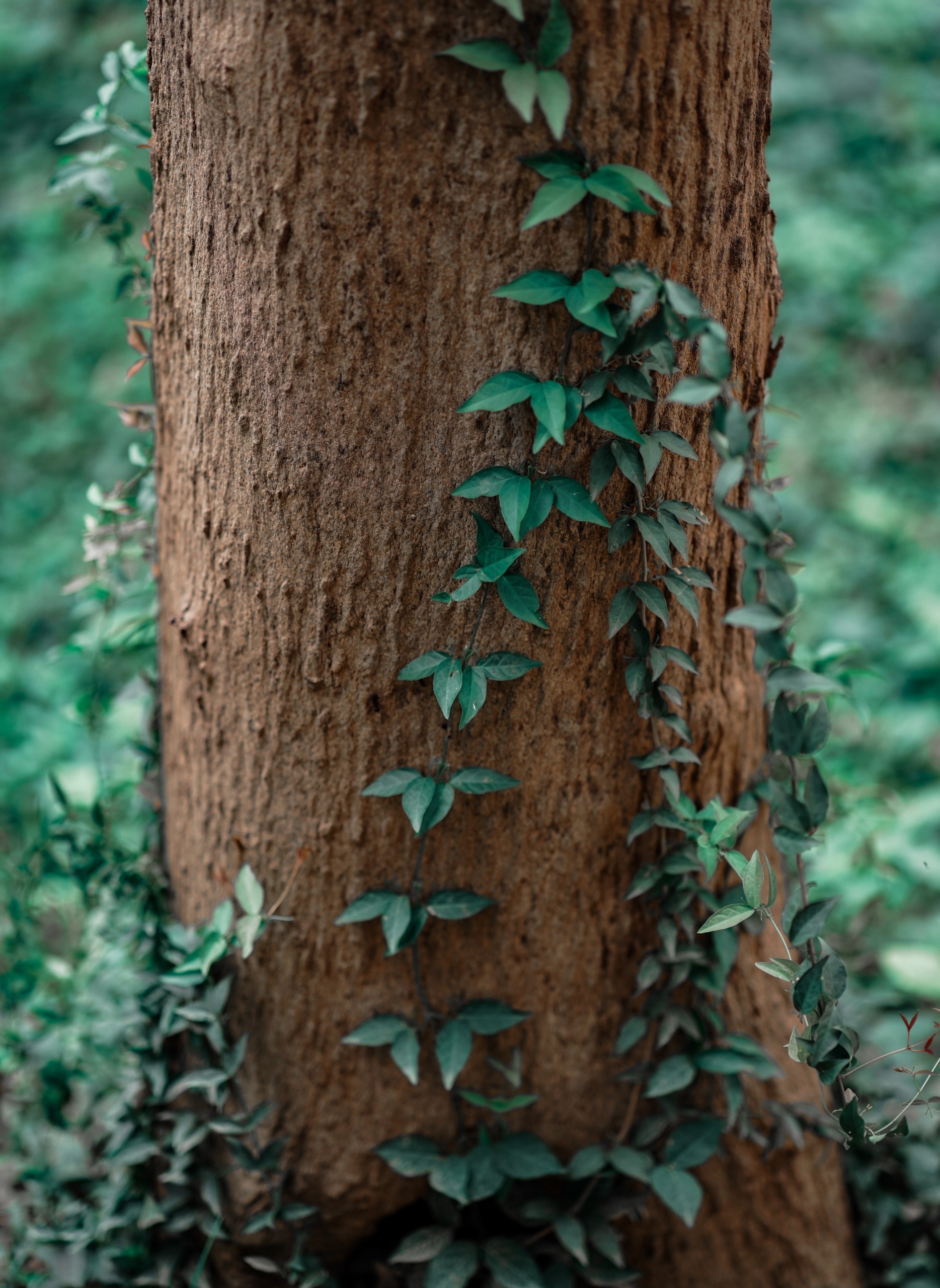 Green Ivy Climbing Up Old Tree