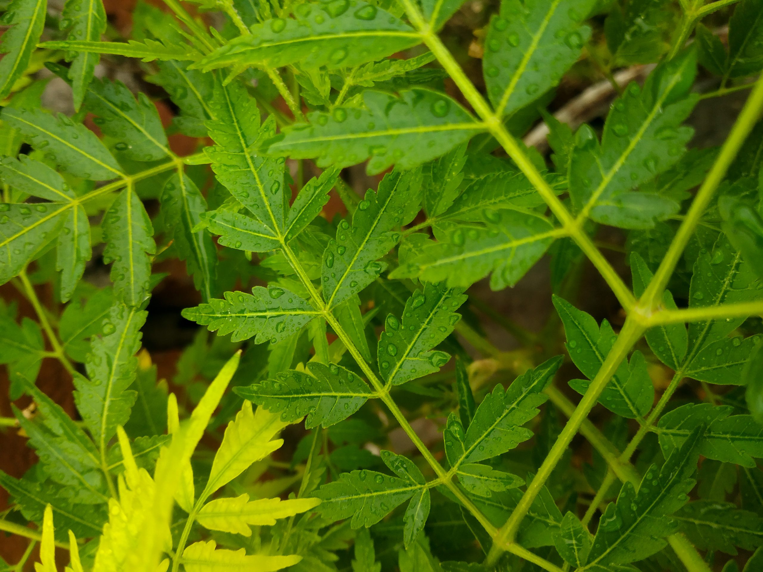 Green Leaves