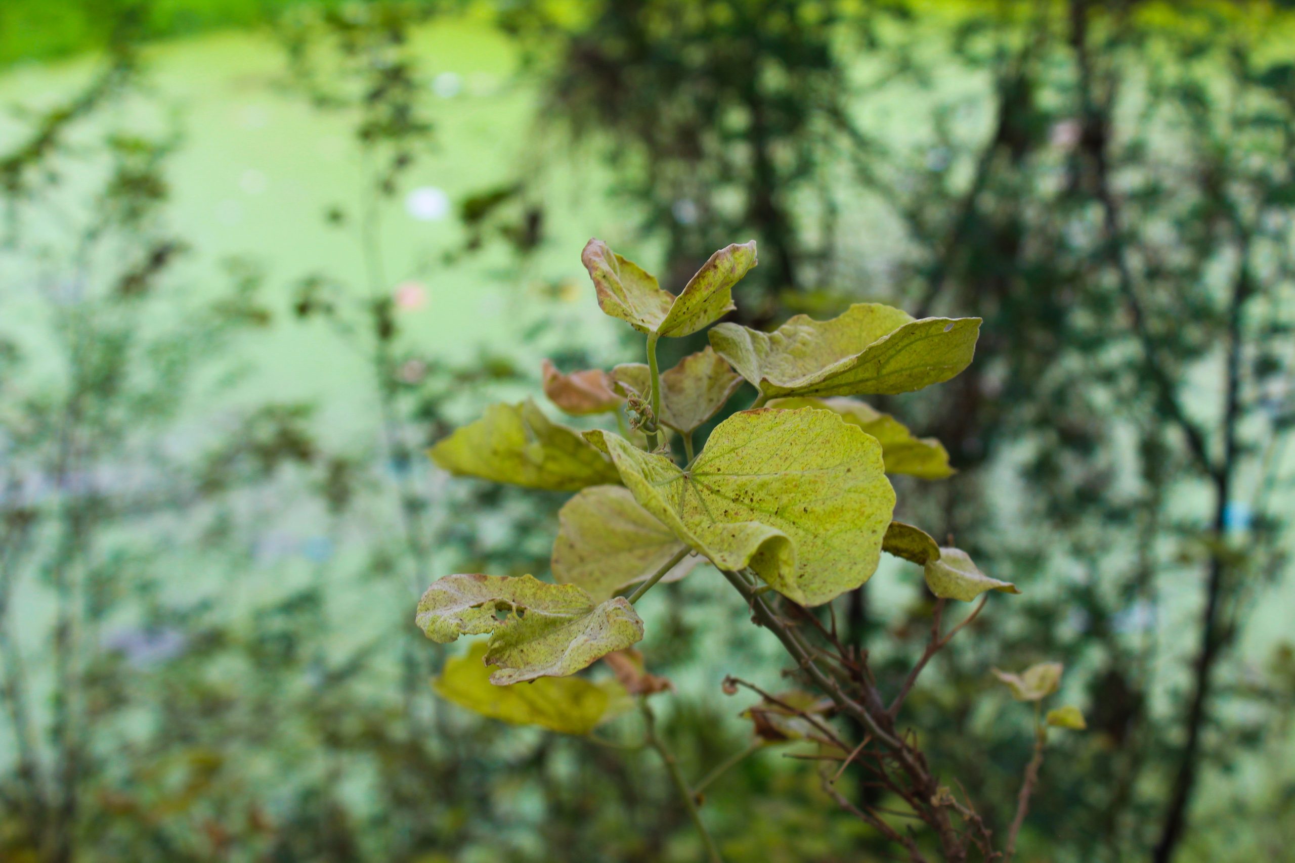 Green Plant on Focus