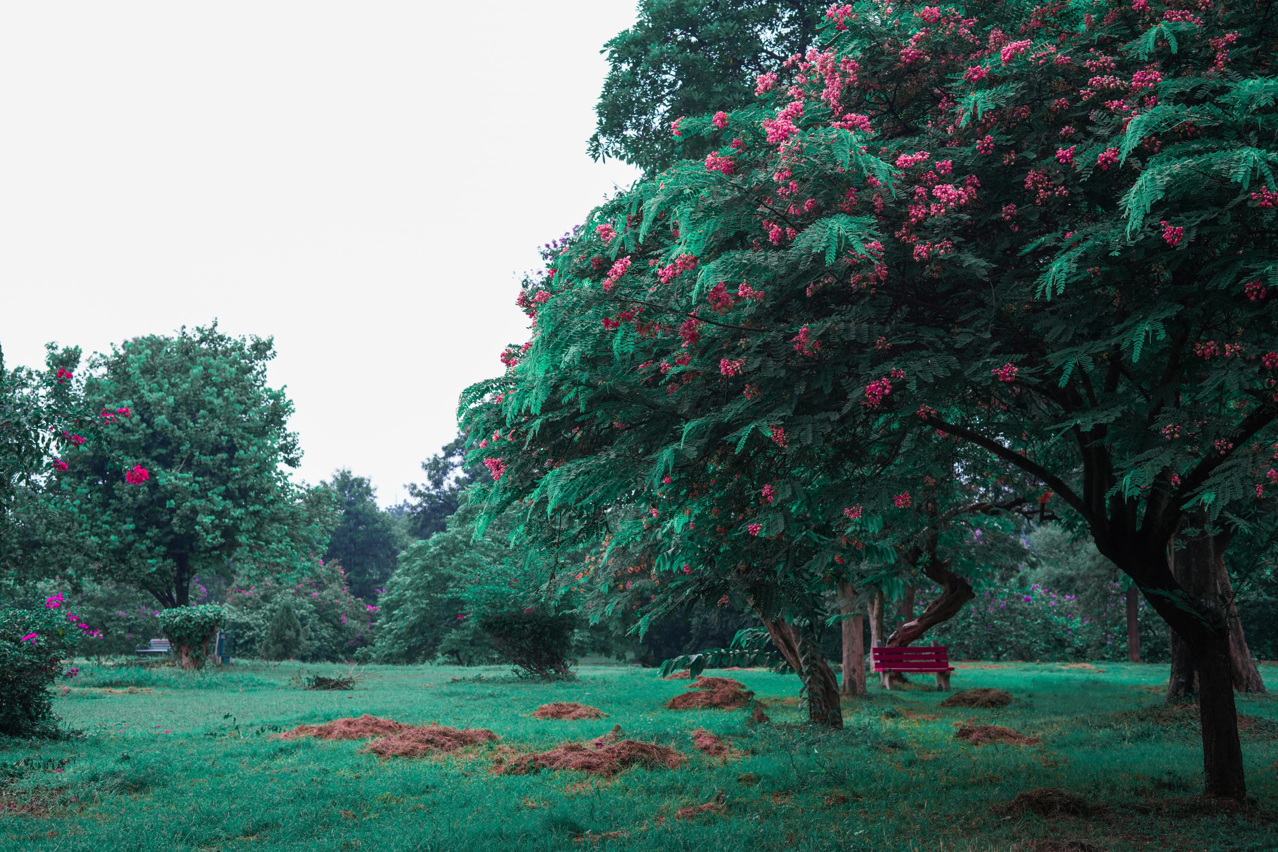 Green garden view