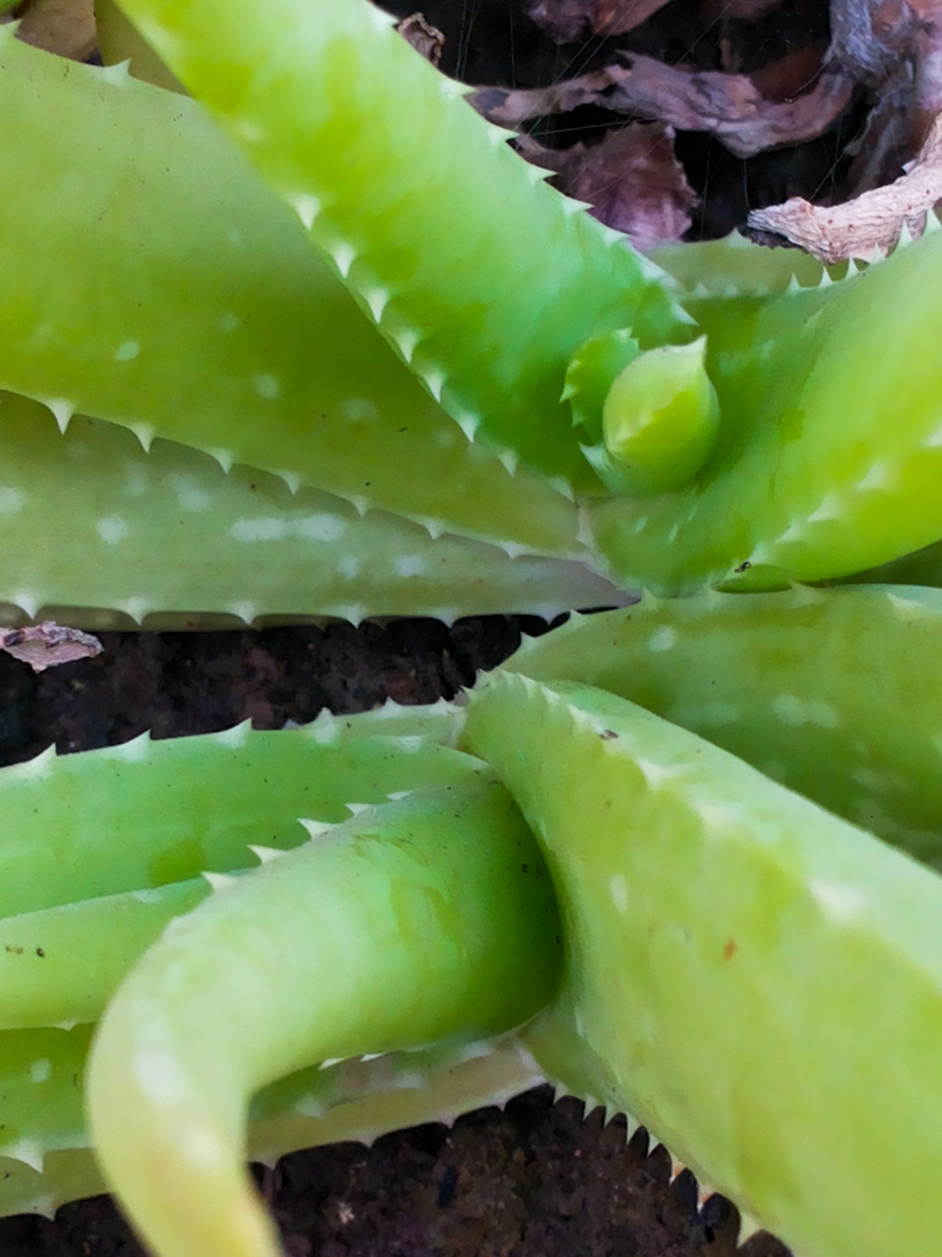 Green plant leaves close up