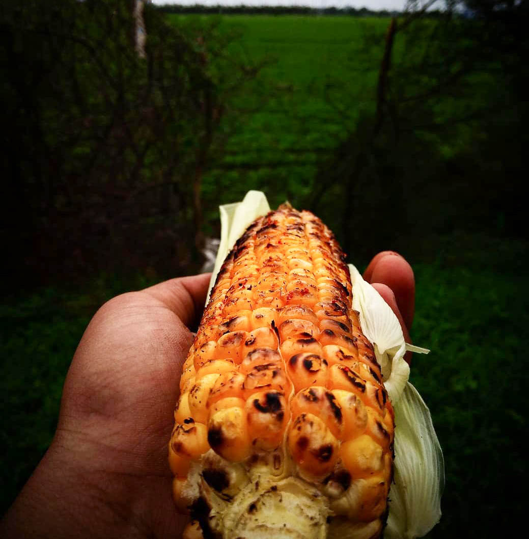 Grilled Corn in a Hand