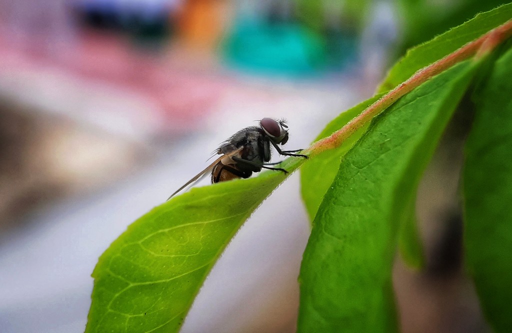 pics of housefly