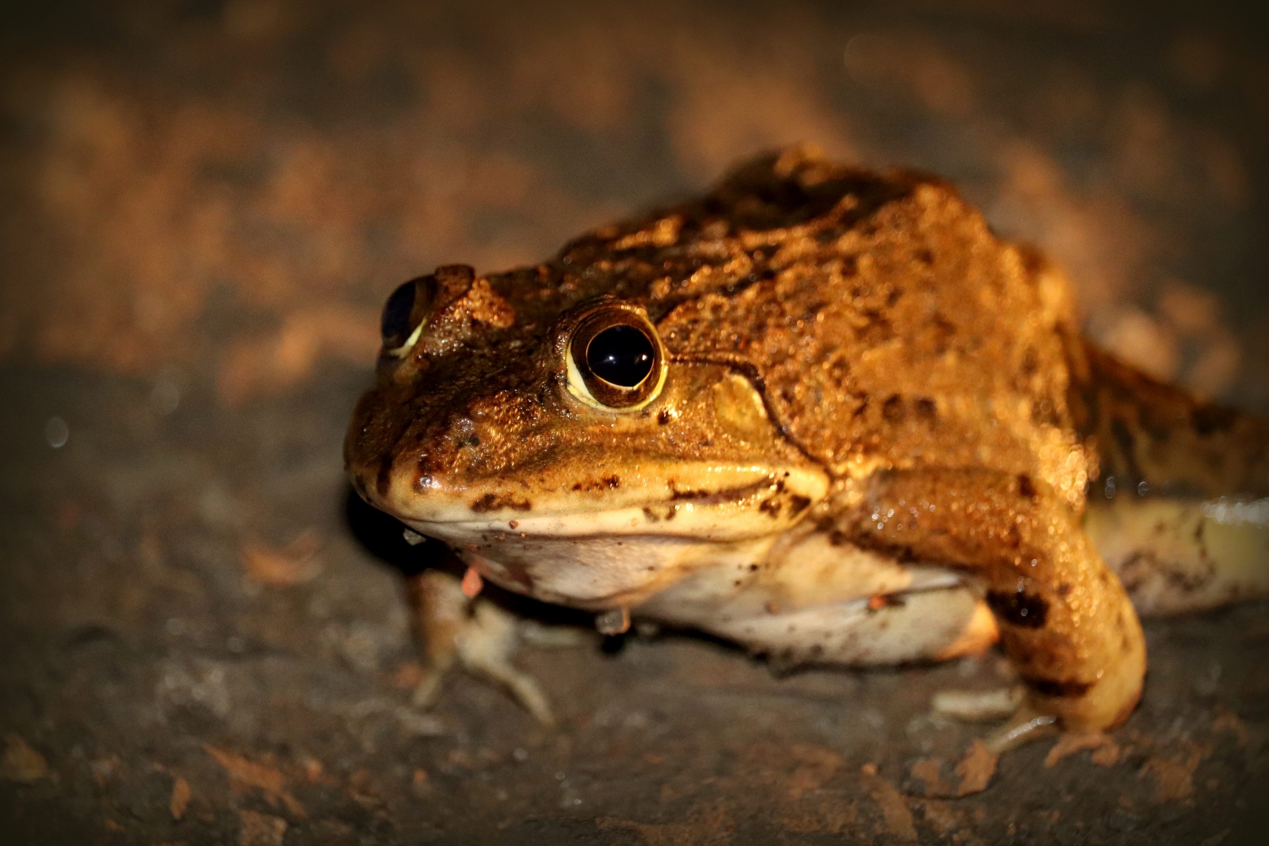 Indian brown frog