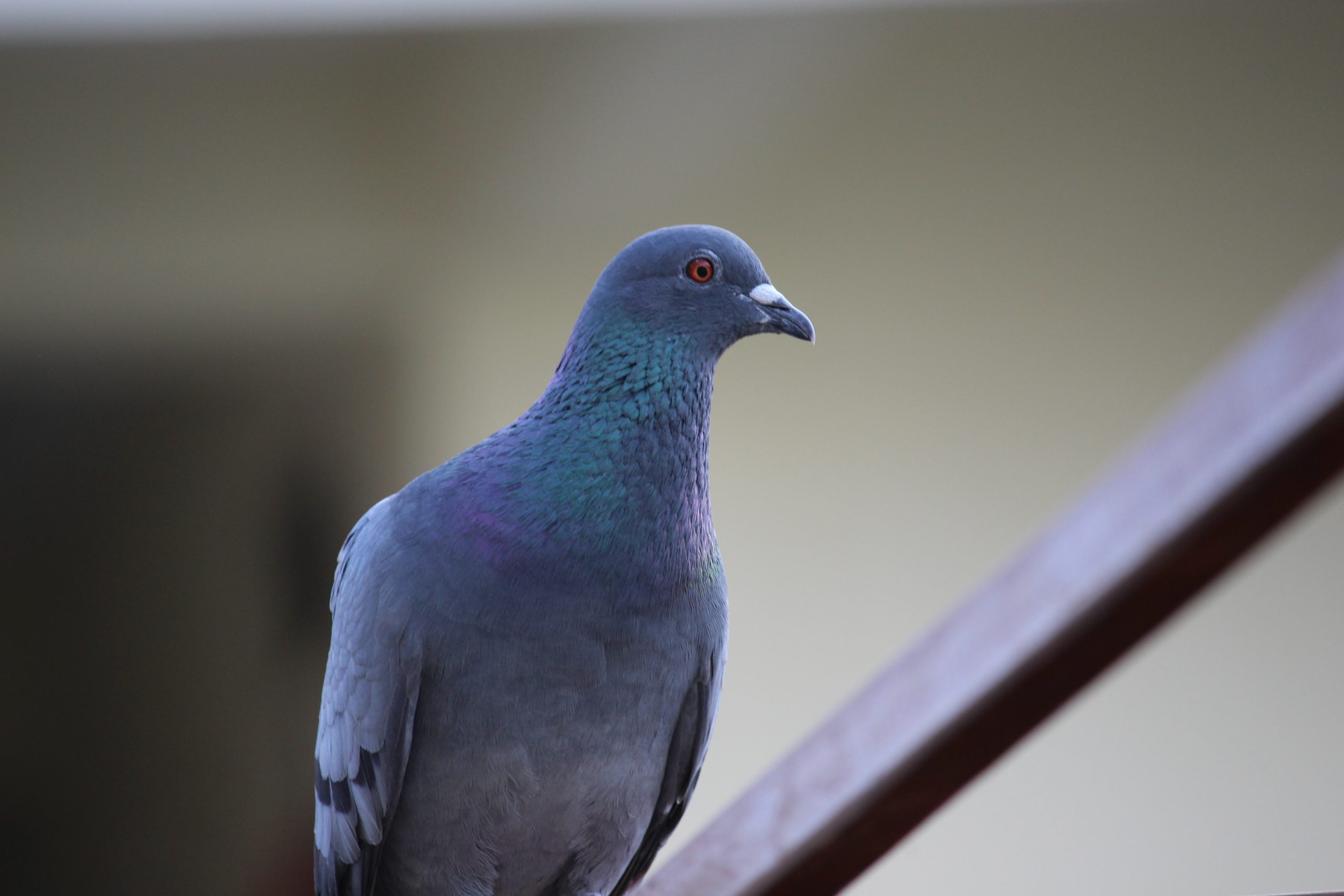 Blue Indian Pigeon