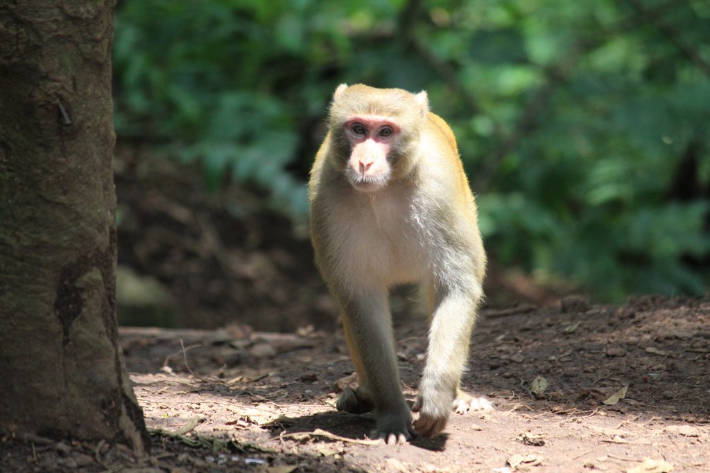 Kudeta oleh Monyet di Kuil India 2007