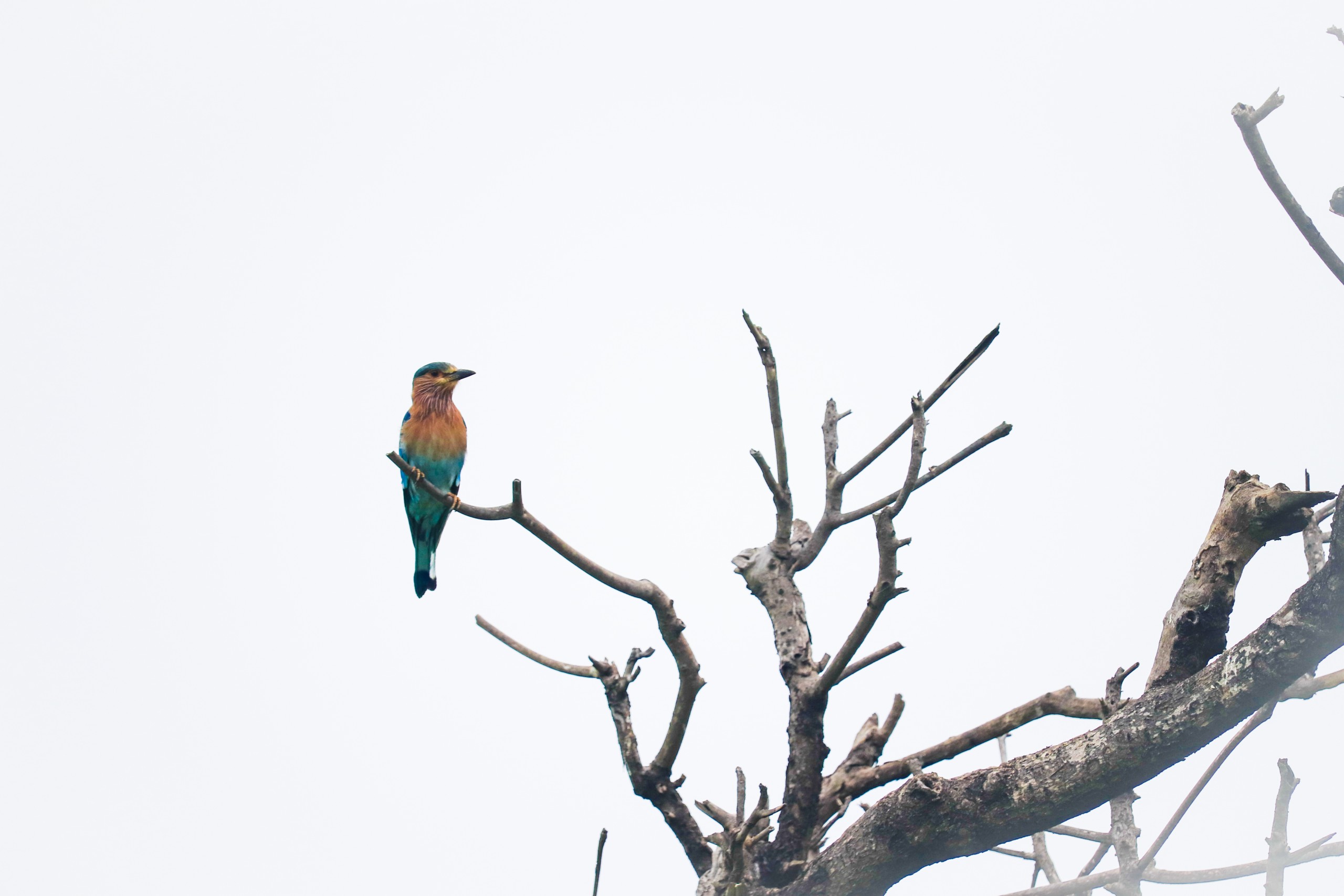 Indian roller on a branch