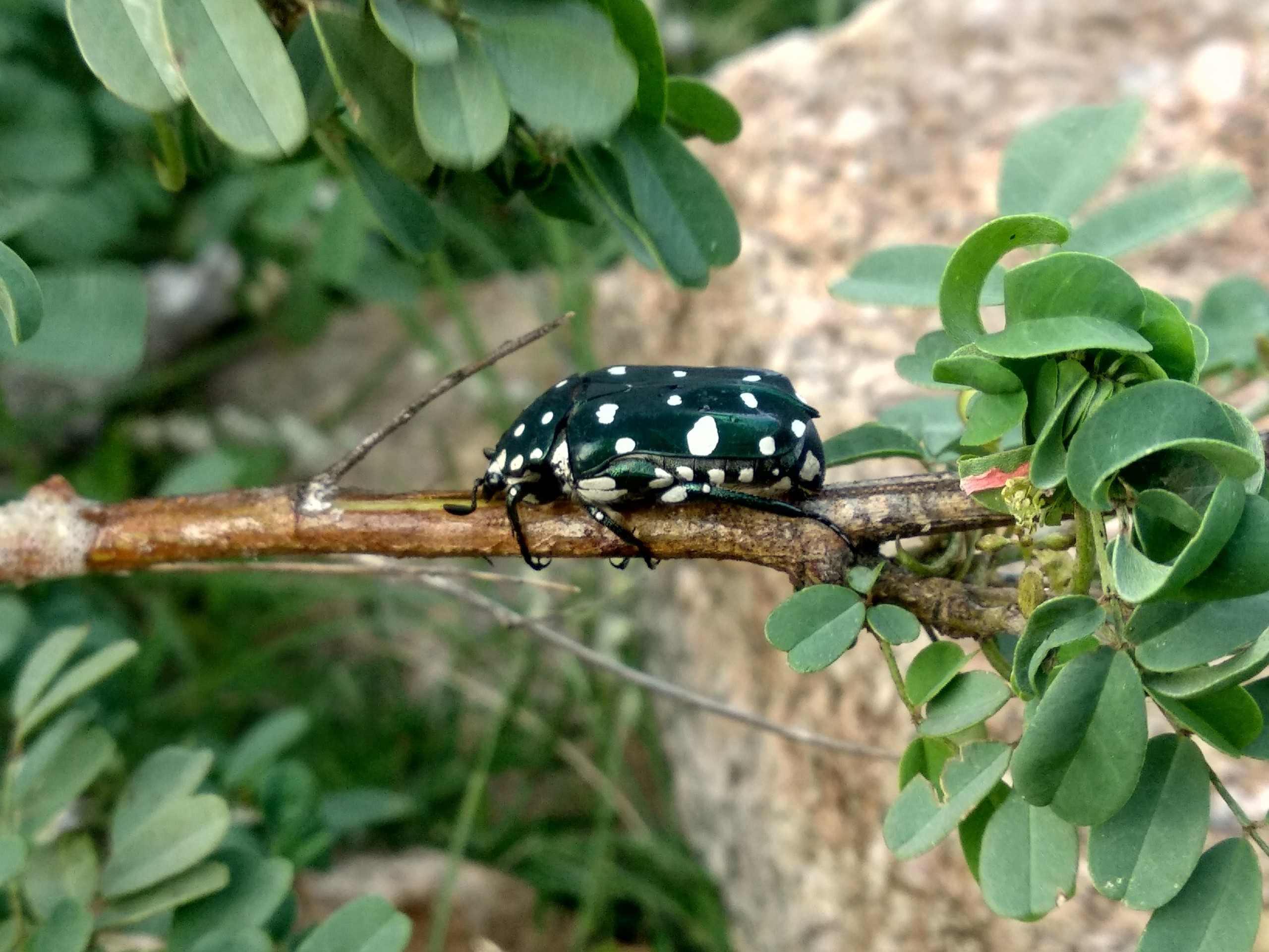 Insect on a tree branch