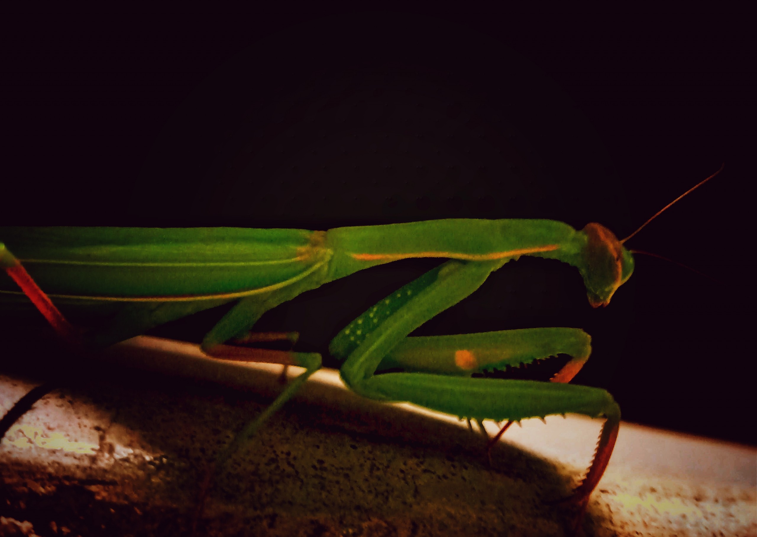 Insect grasshopper Macro photography