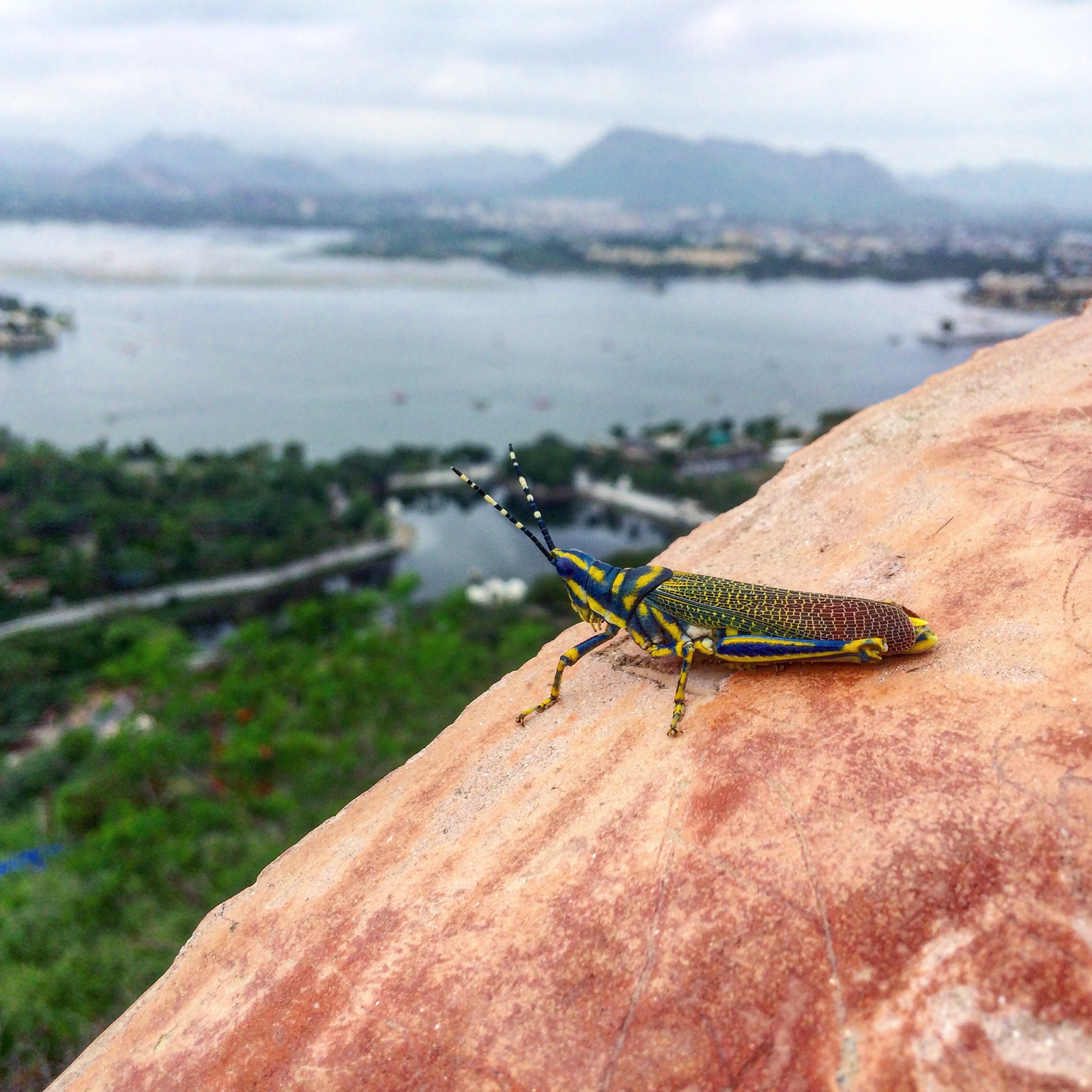 Insect Looking over a City