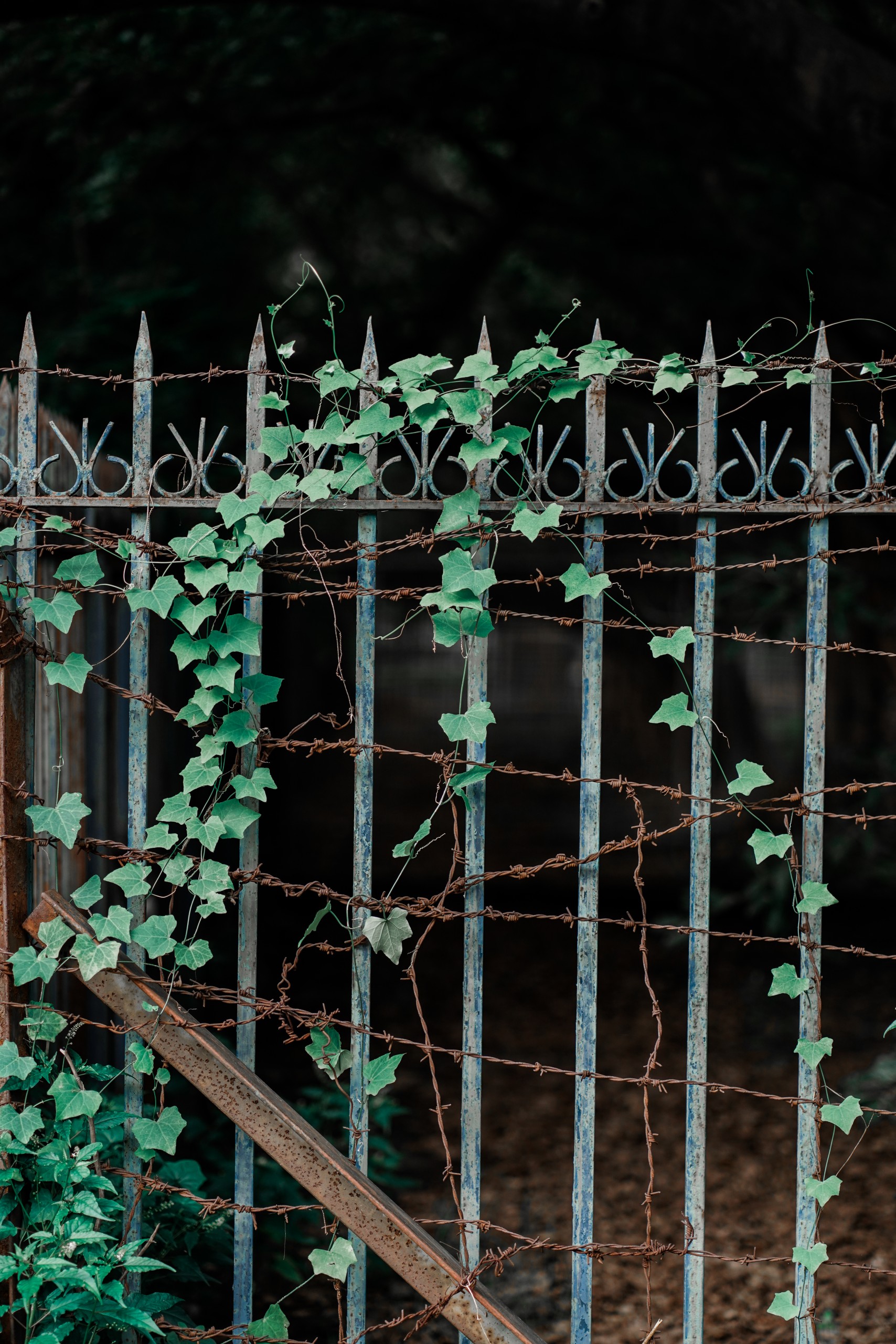 Ivy Climbing on Railing