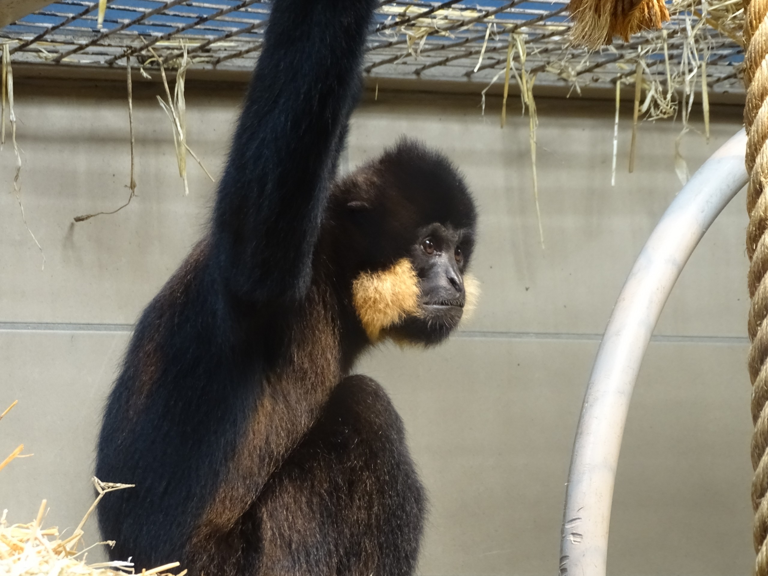 Langur holding on to its cage