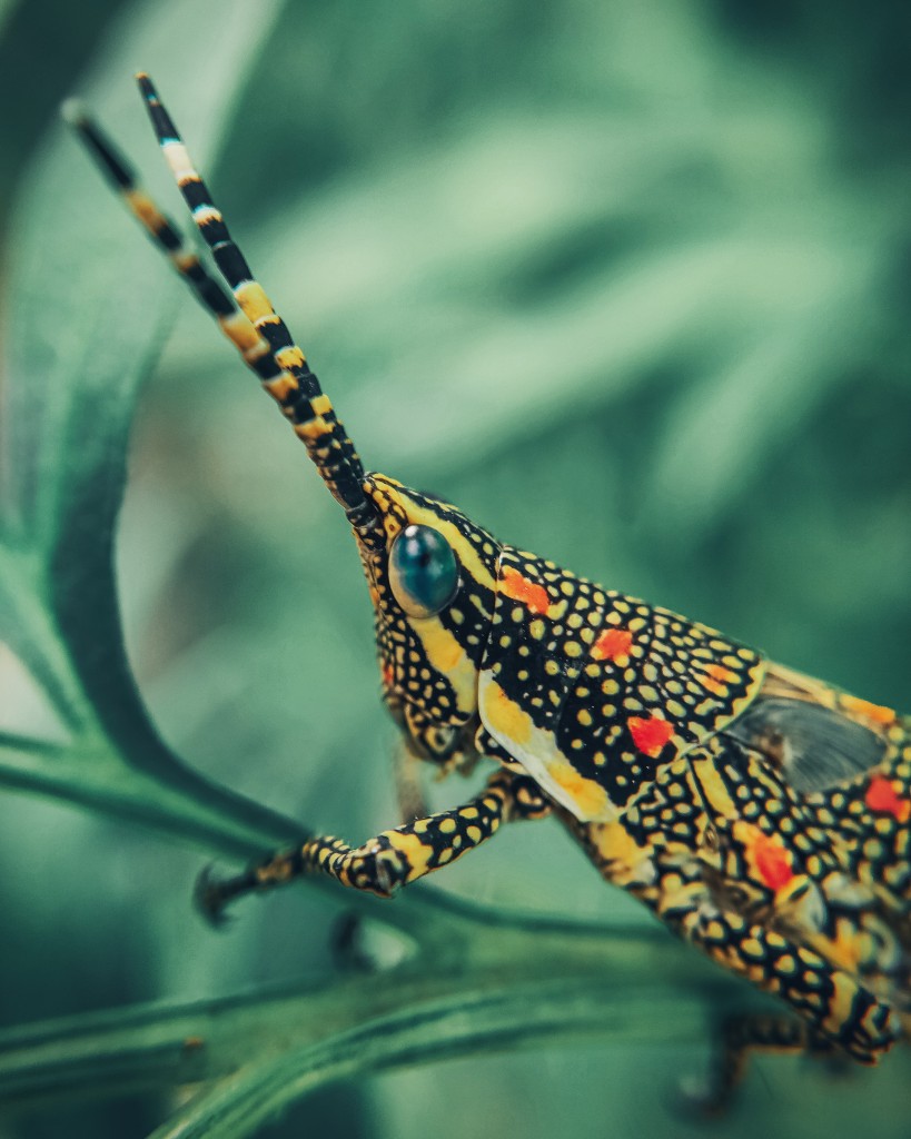 Leaf eating insect - PixaHive