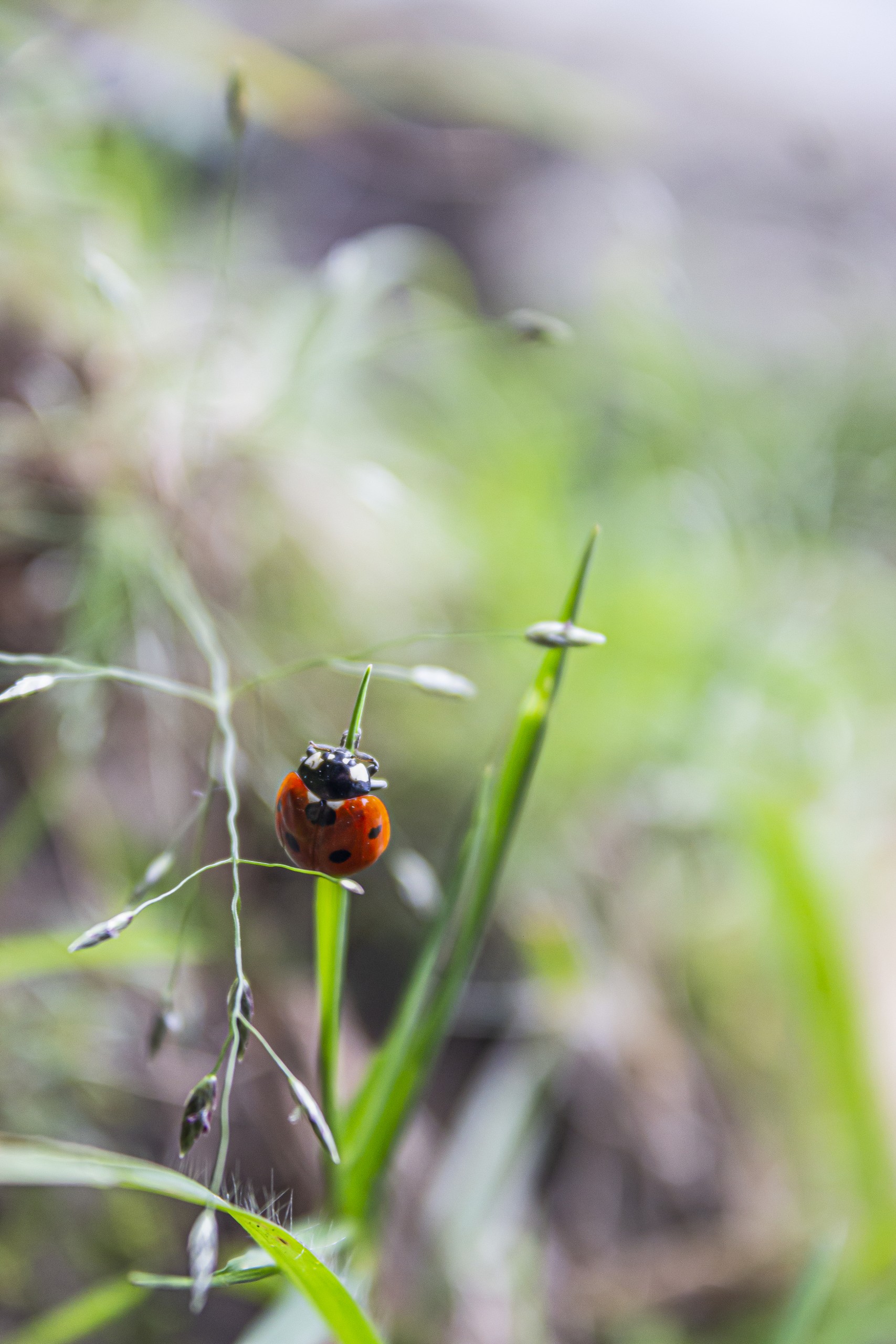 Red Ladybird, insect, wildlife